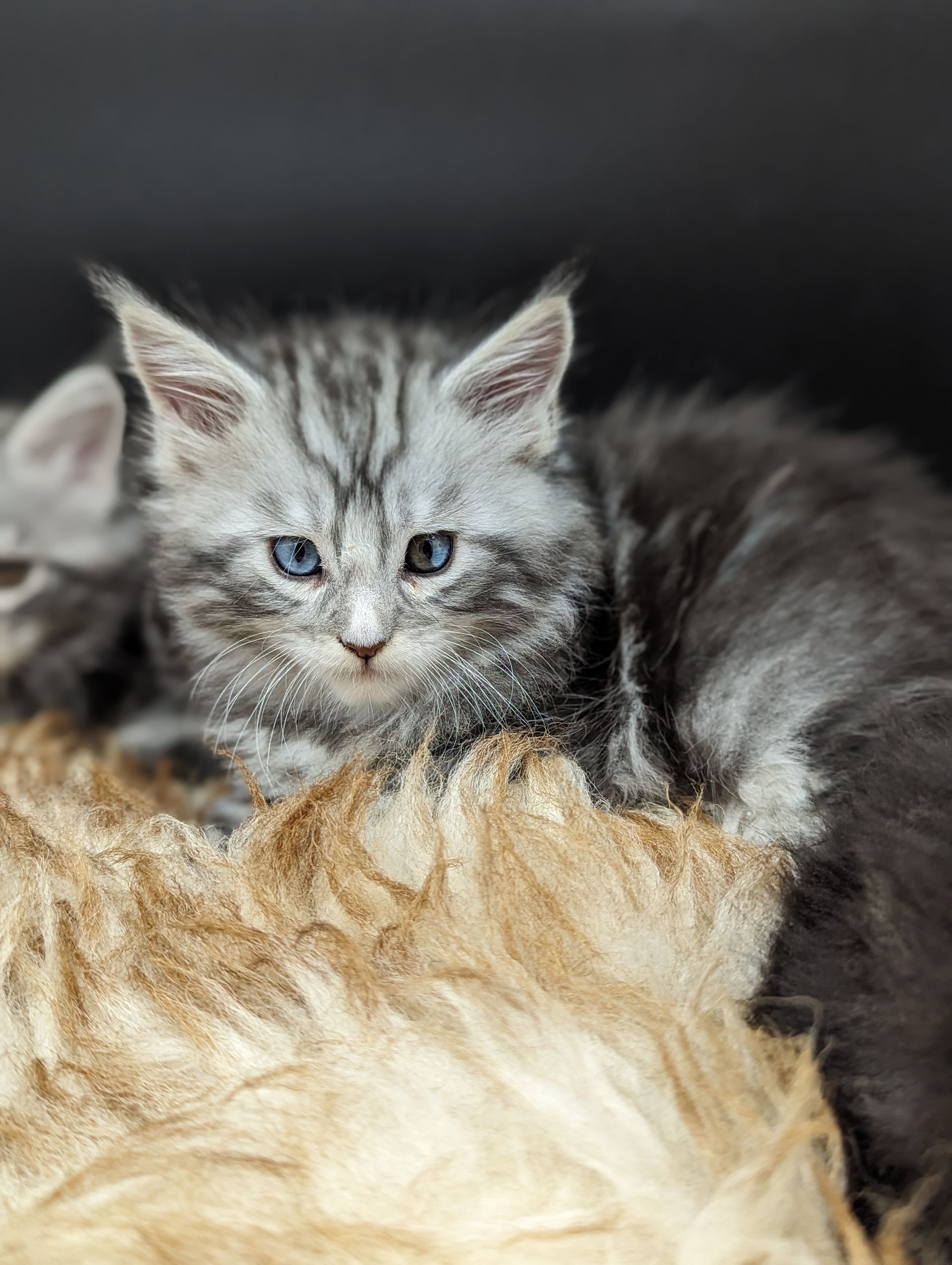 maine coon