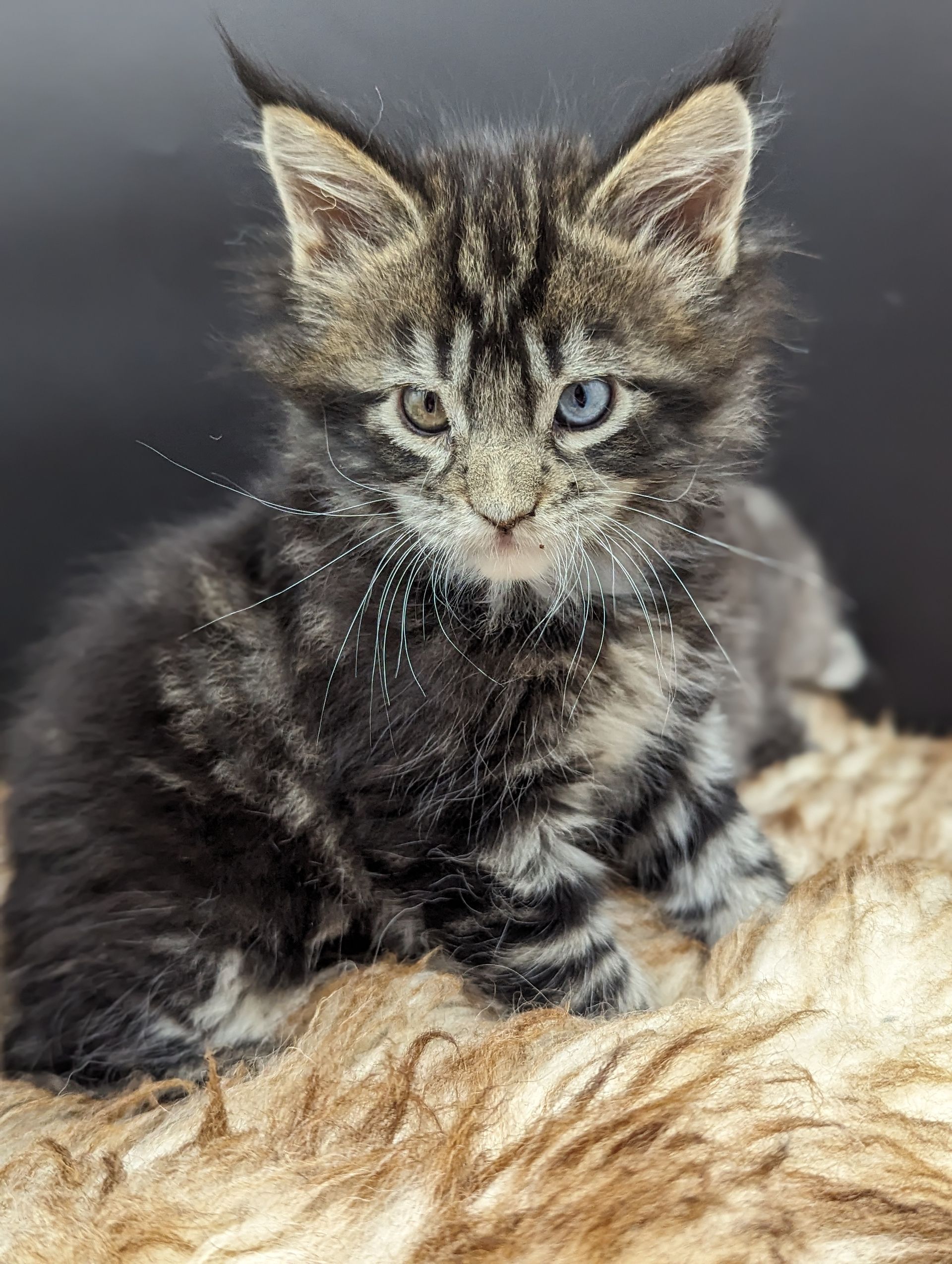 maine coon