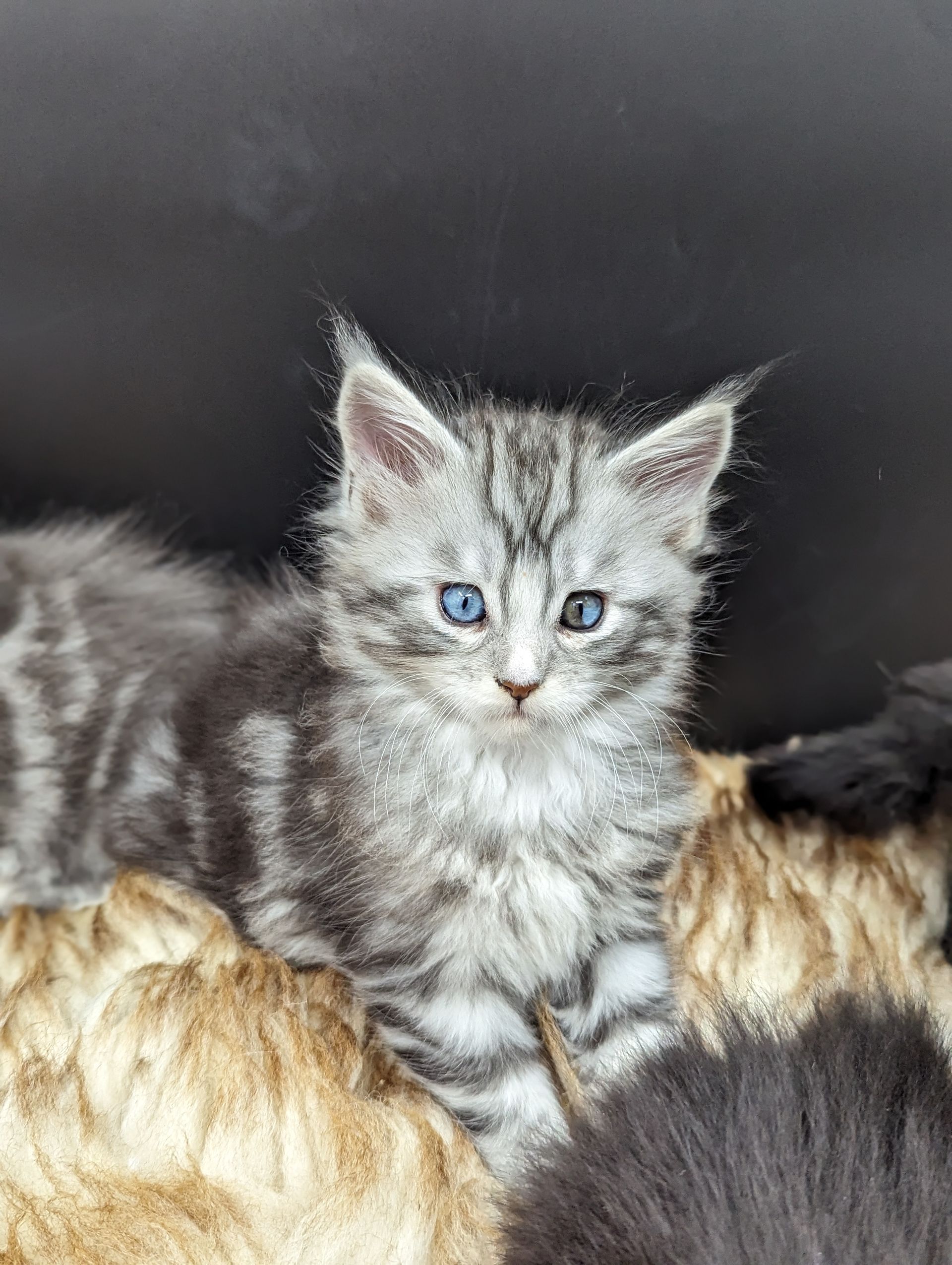 maine coon