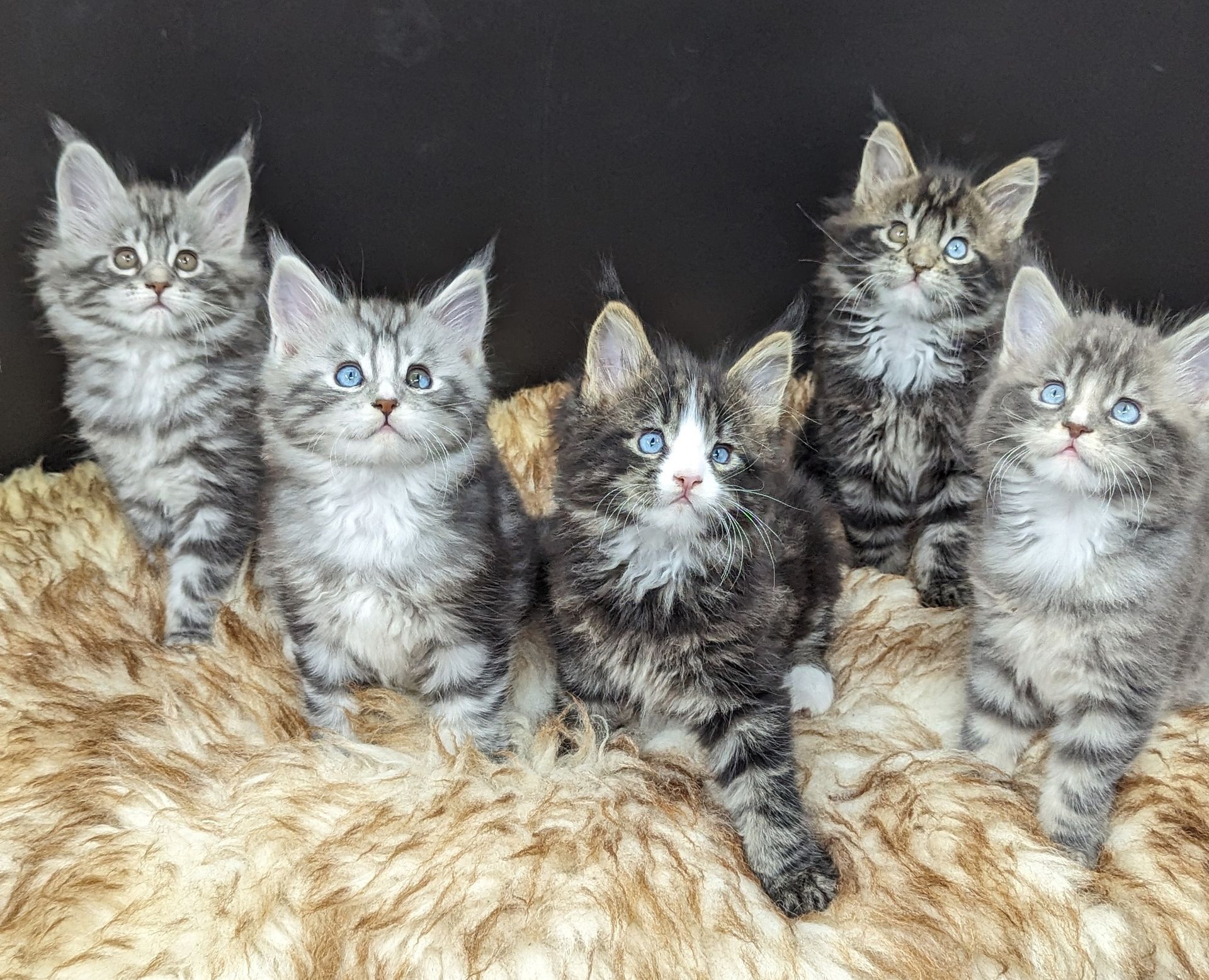 maine coon