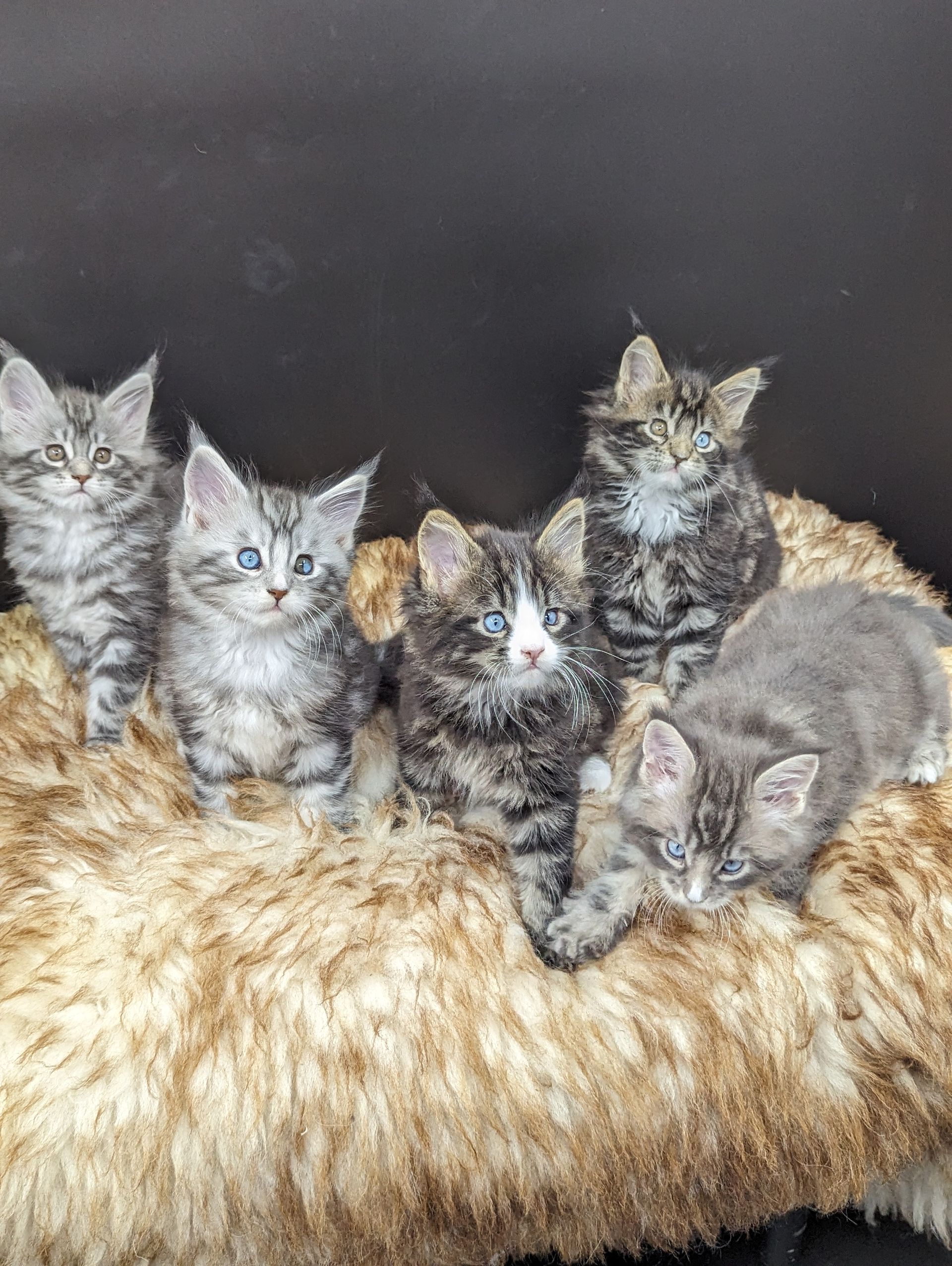 maine coon