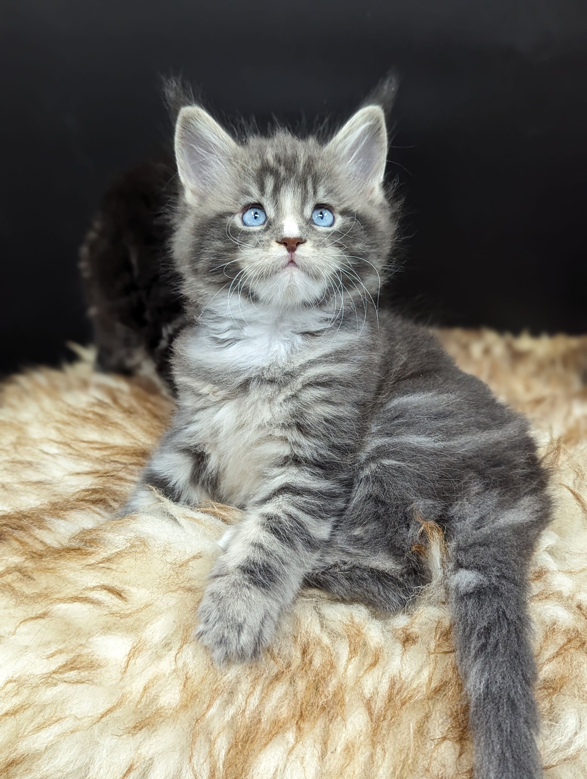 Fluffy Cat