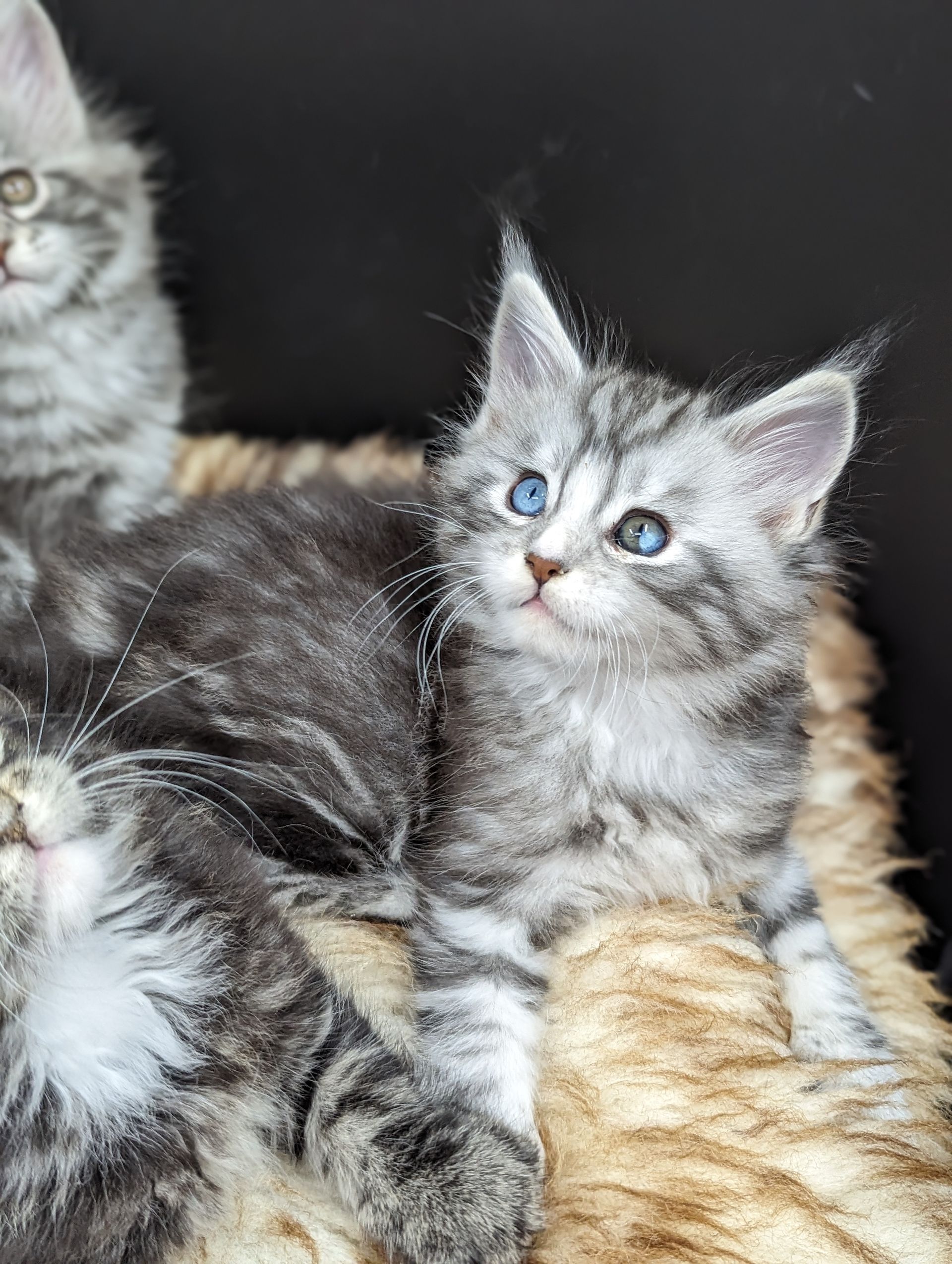 maine coon