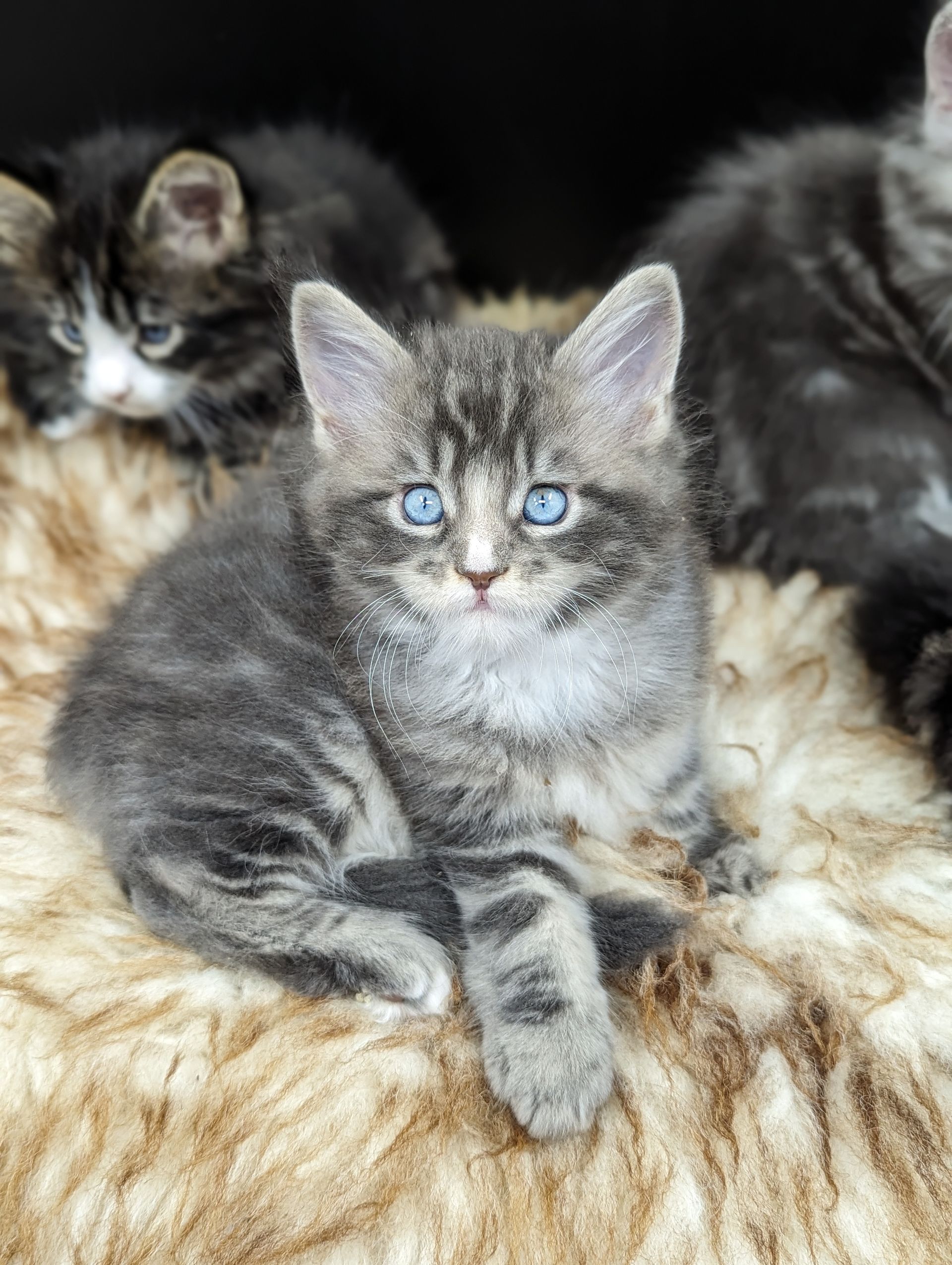 Fluffy Cat