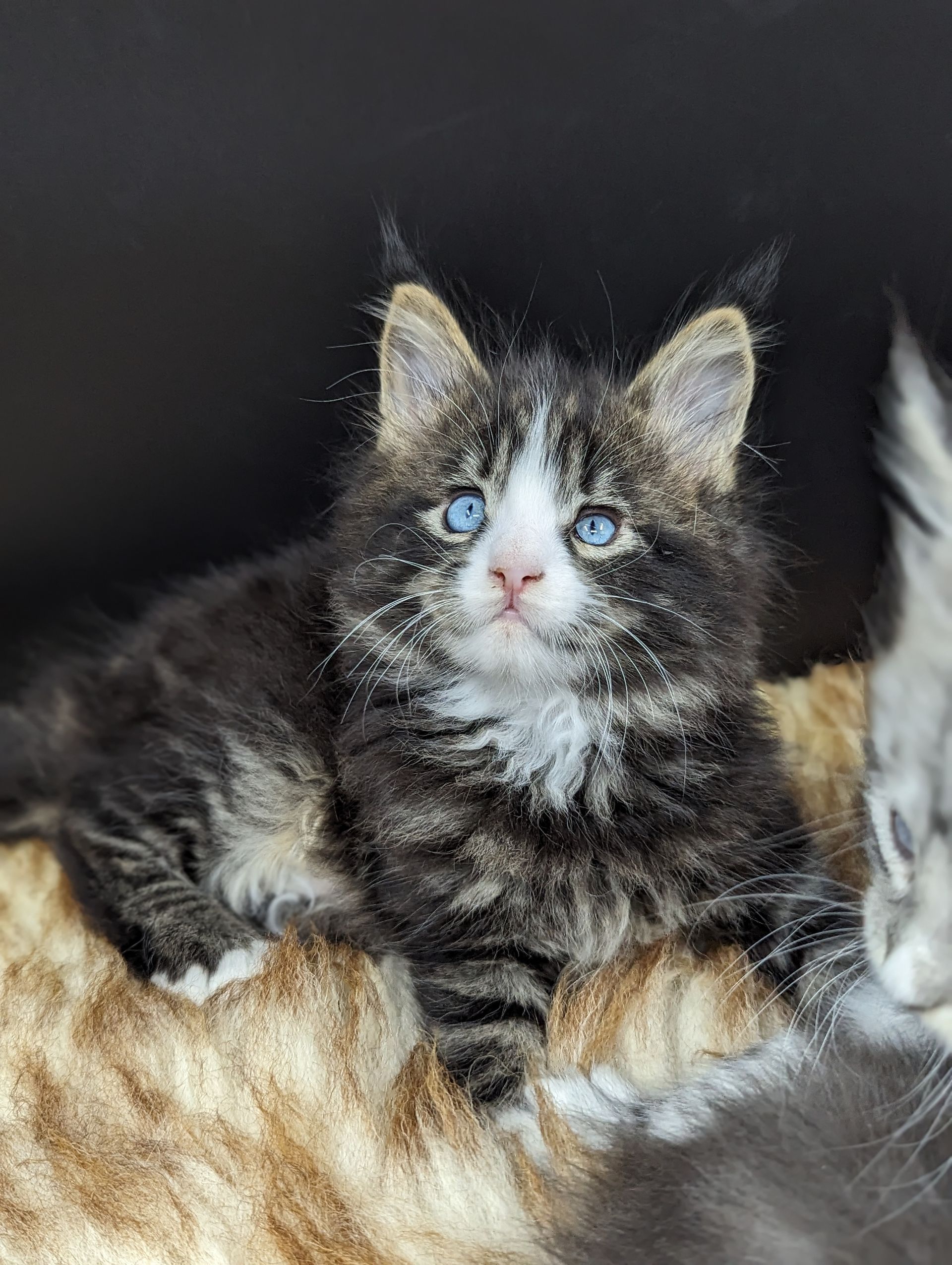 maine coon