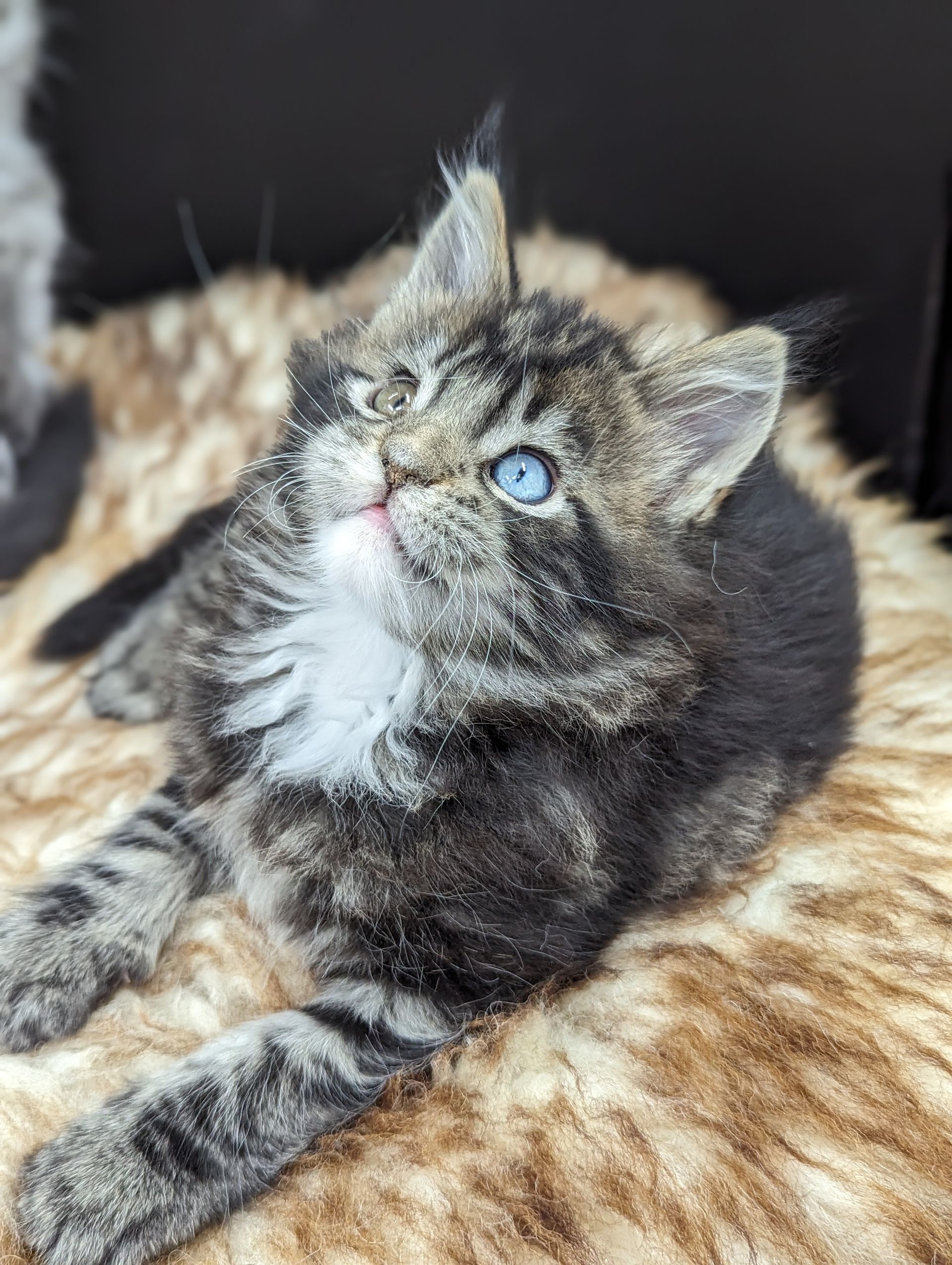 maine coon