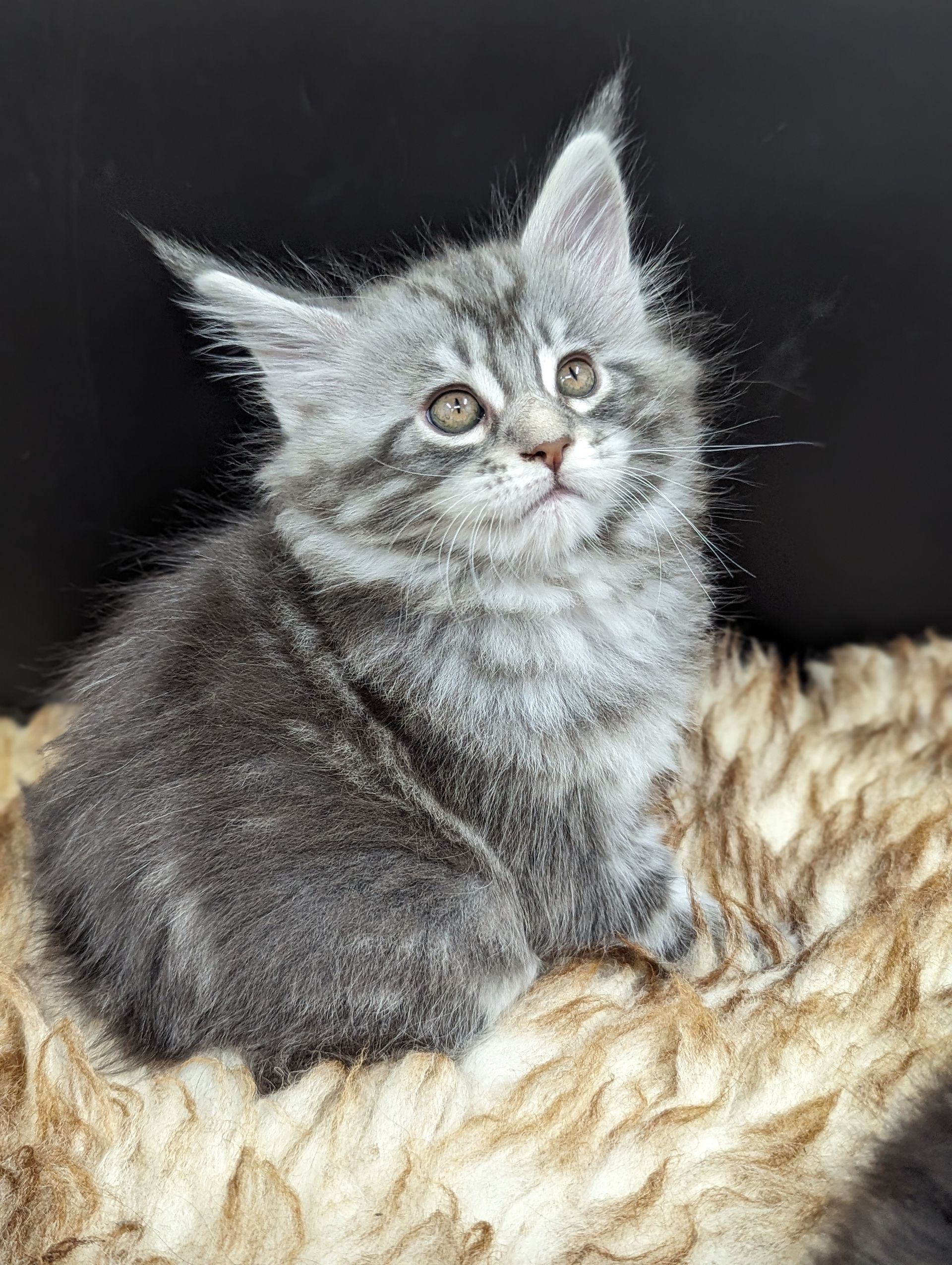 Fluffy Cat