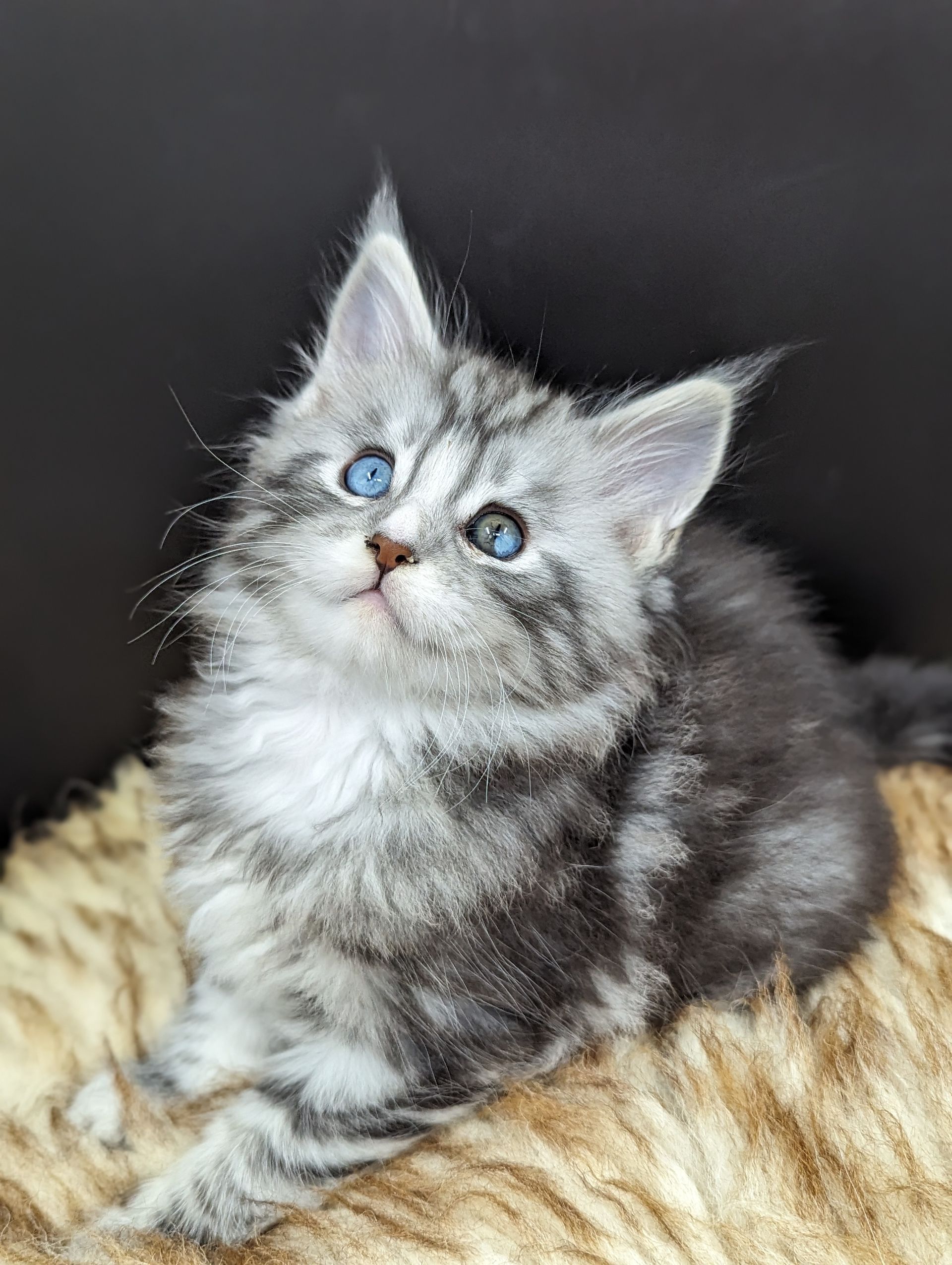 Fluffy Cat