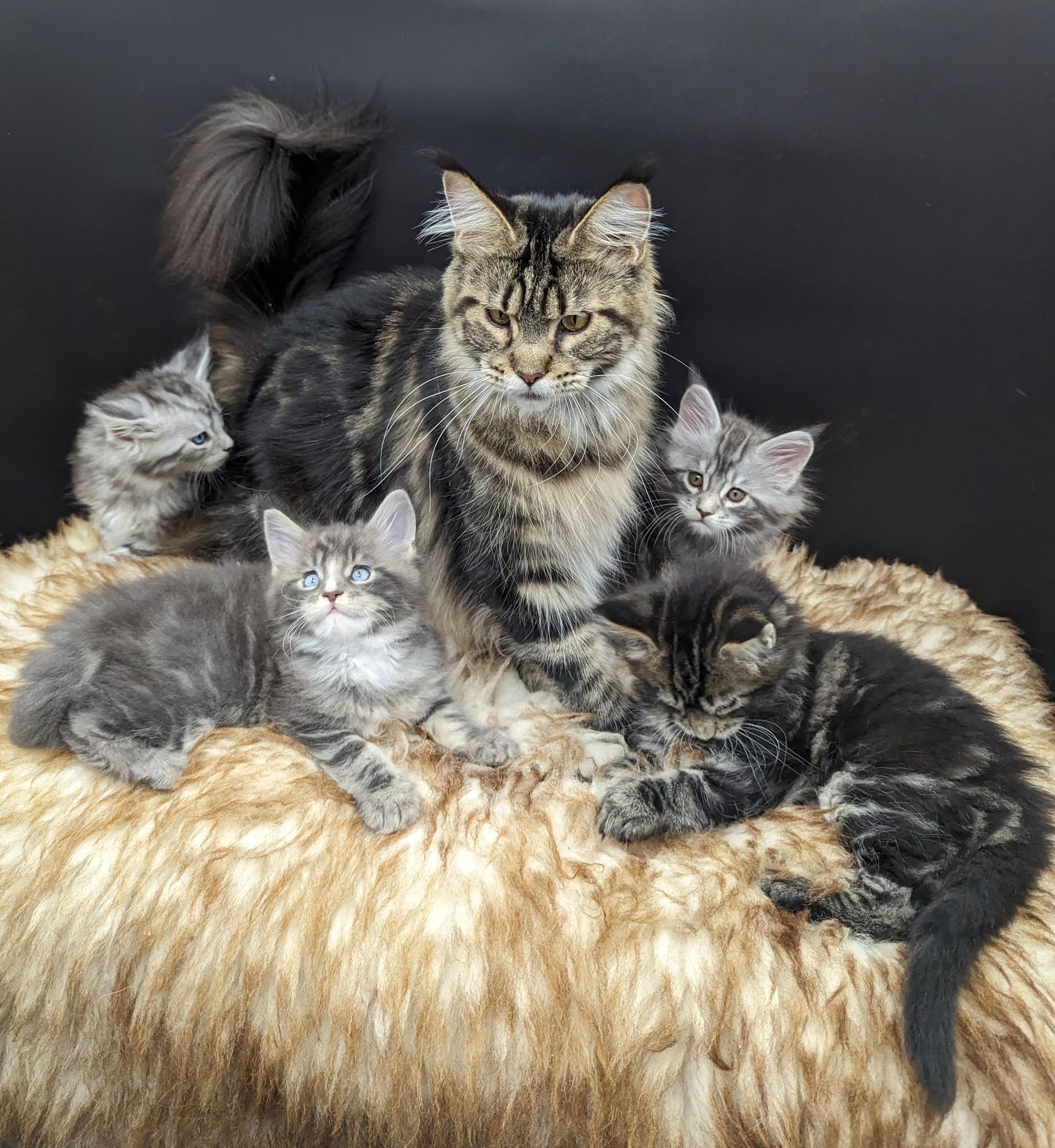 Fluffy Cat