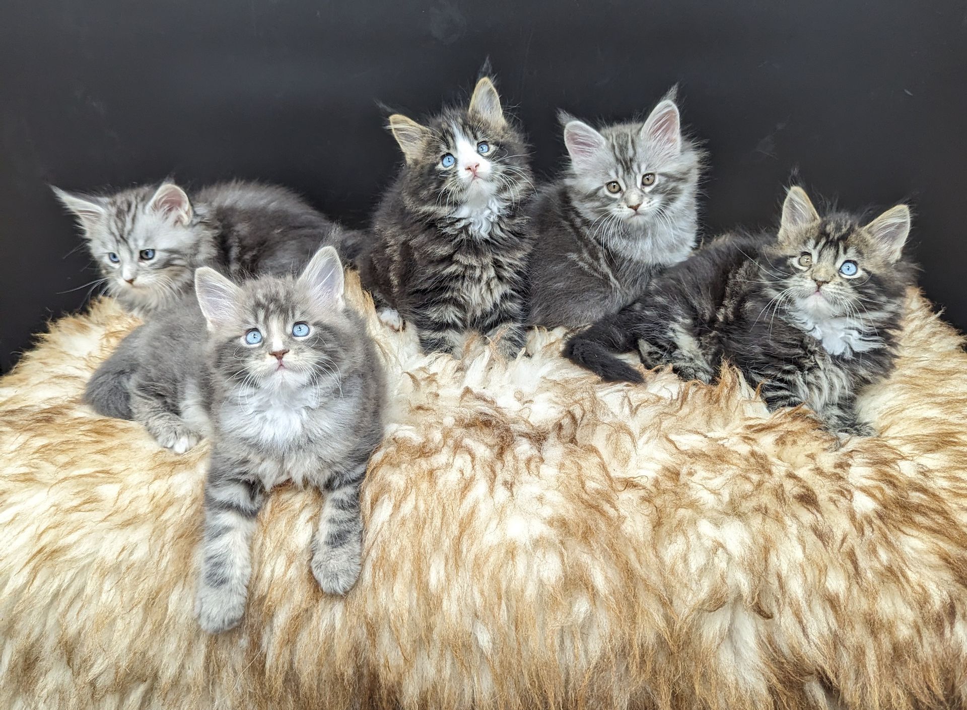 Fluffy Cat