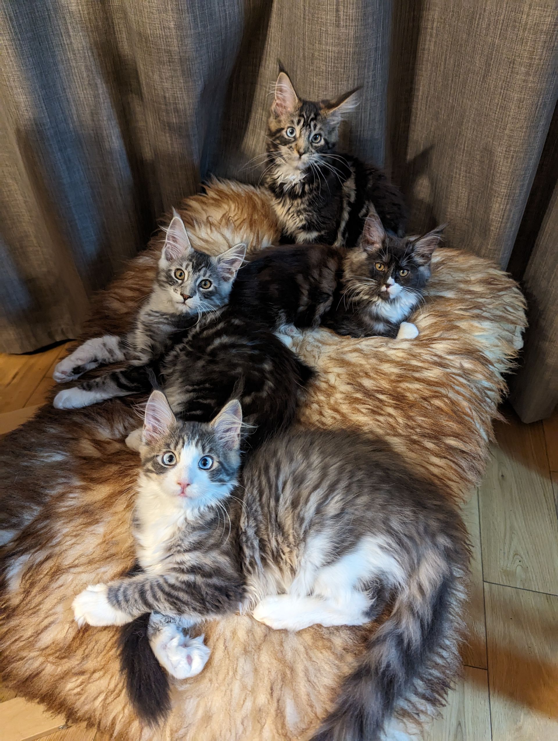 maine coon