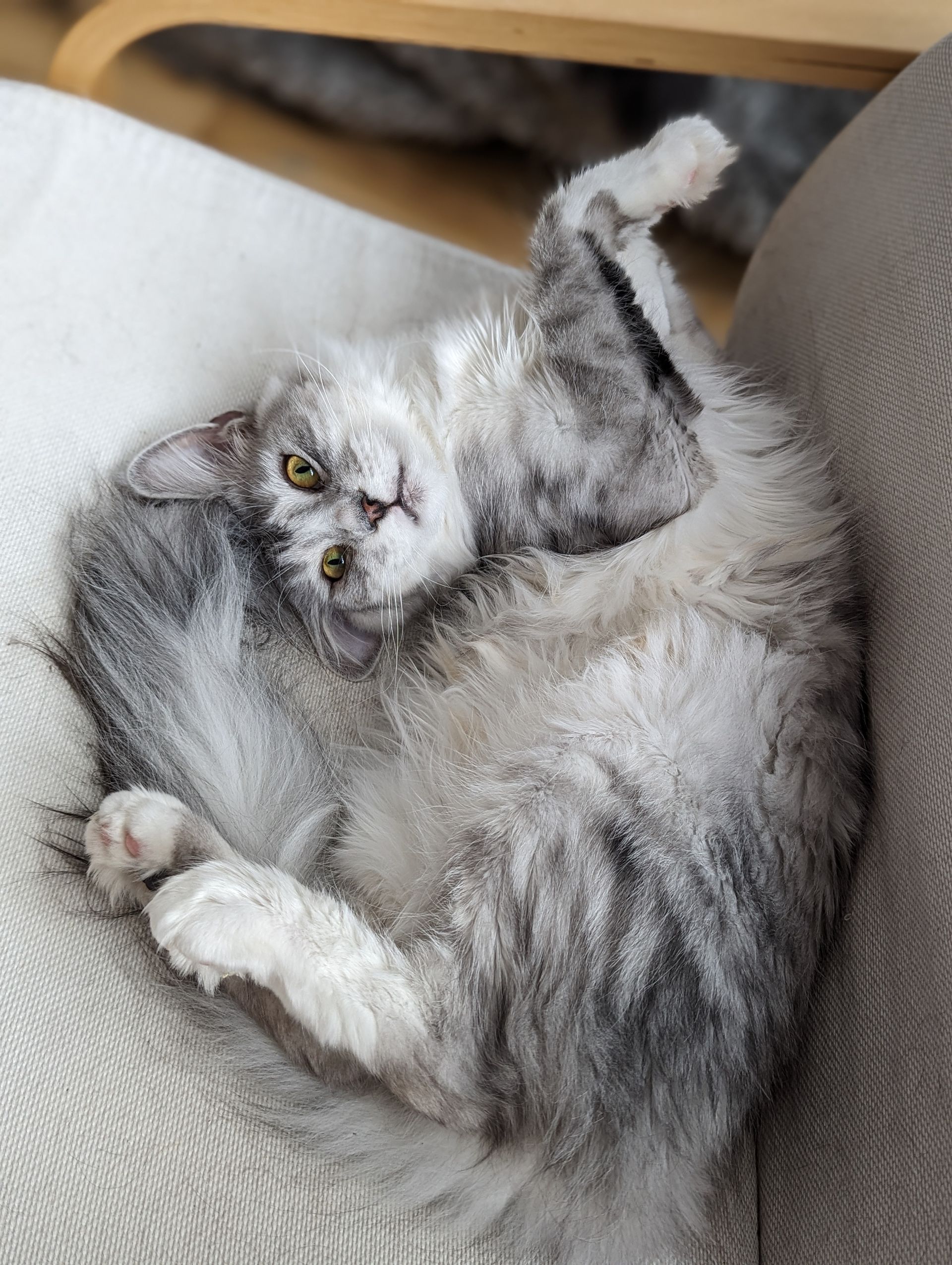 maine coon