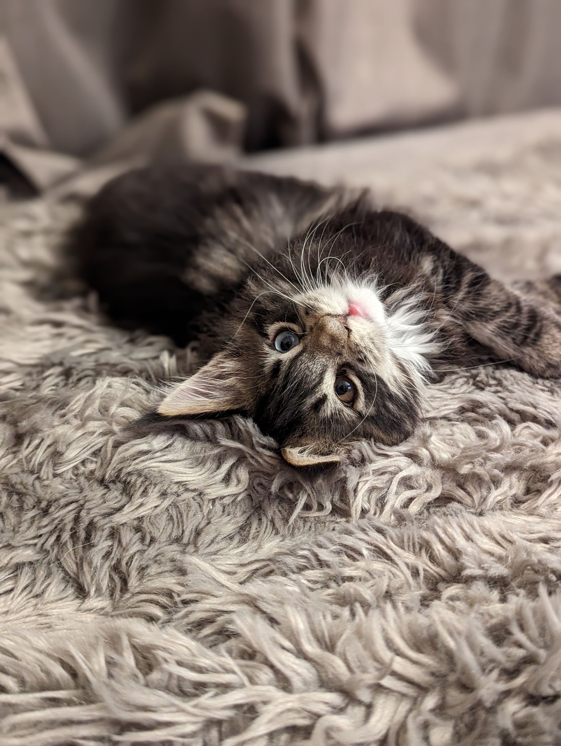 maine coon