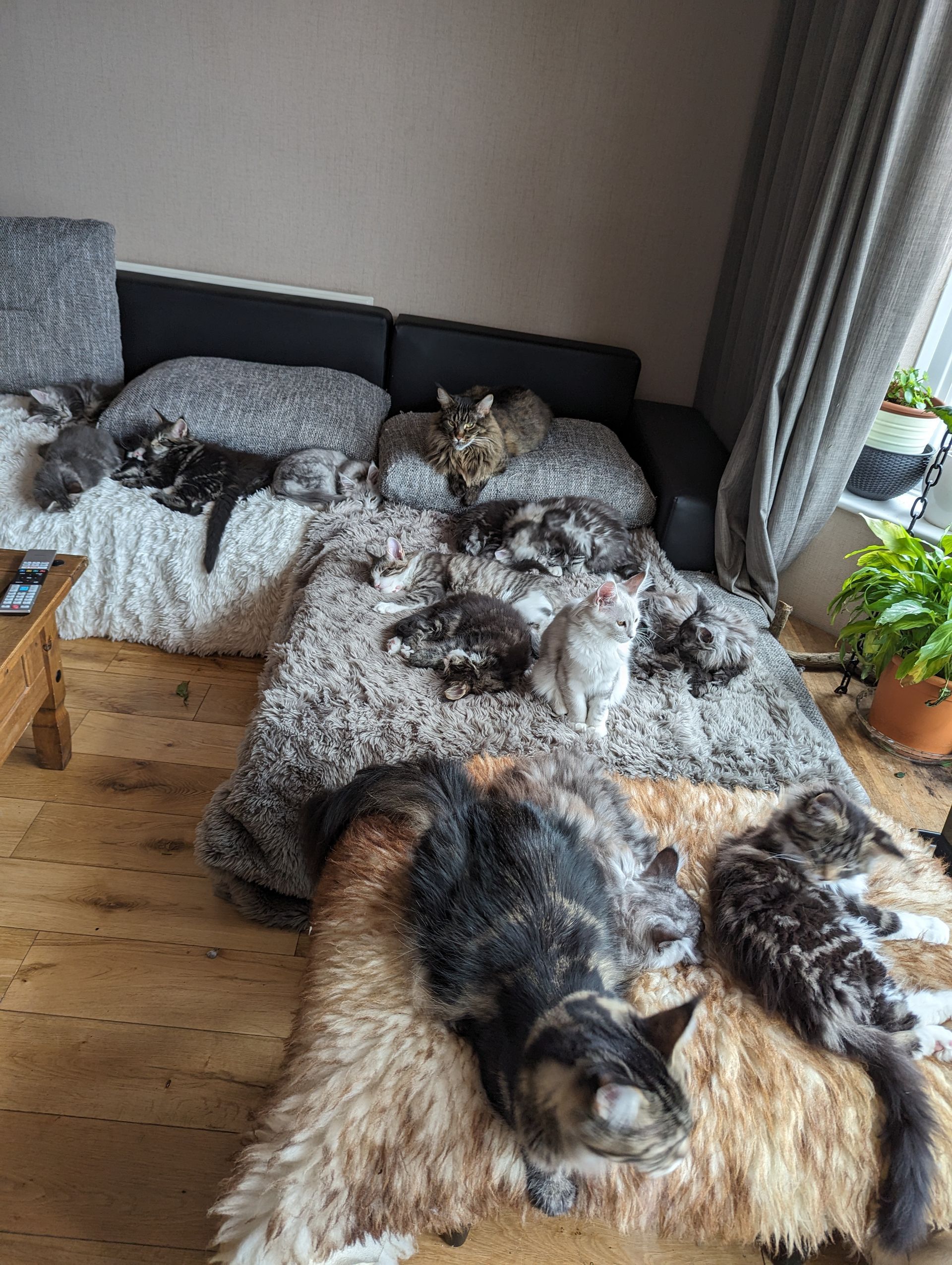 maine coon