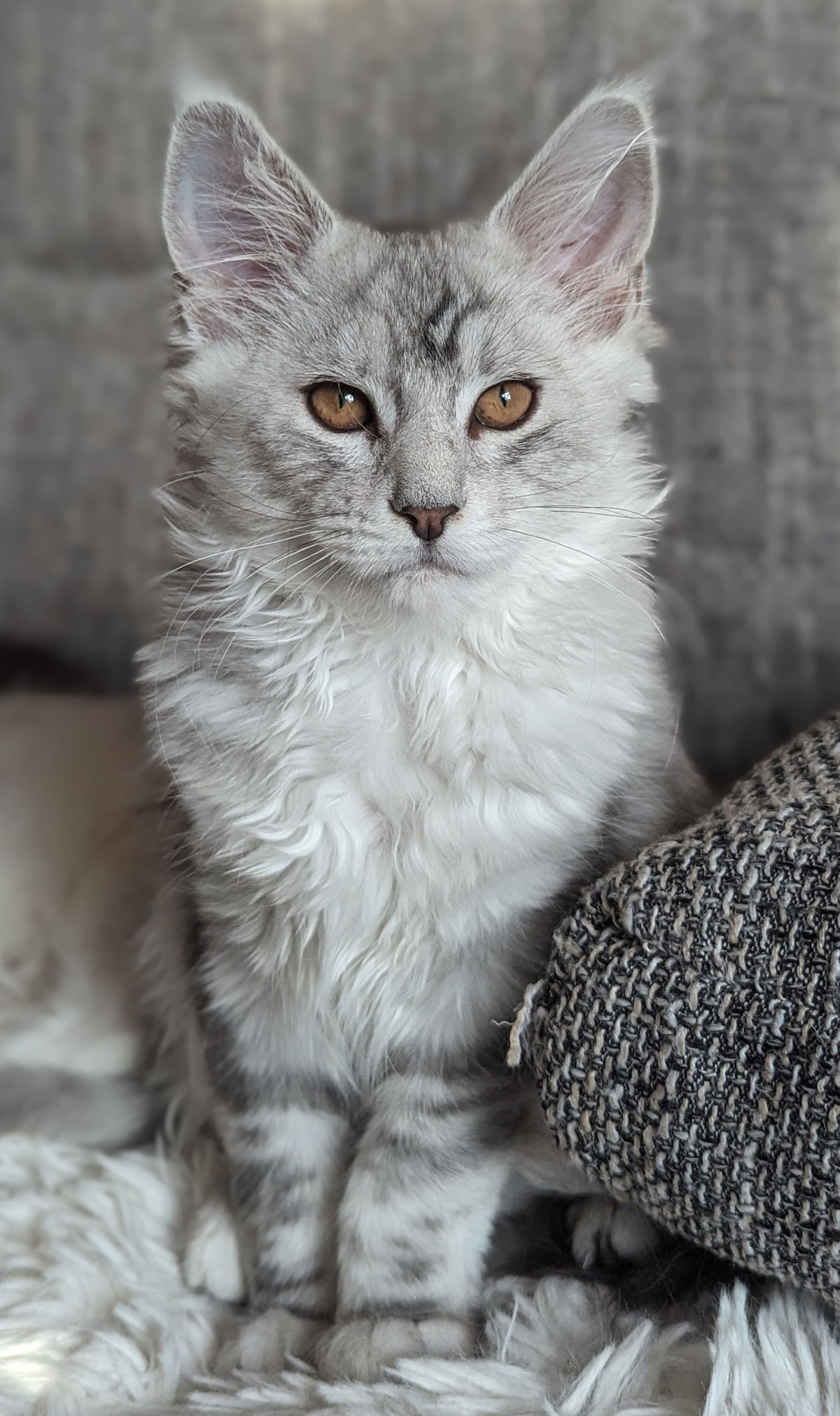 maine coon