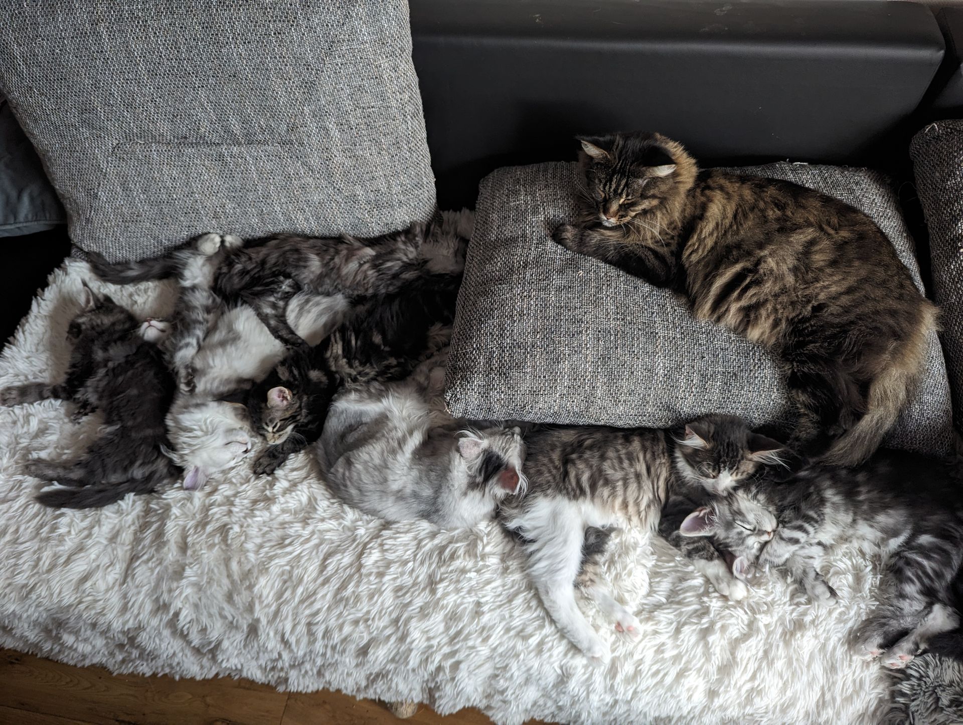 maine coon