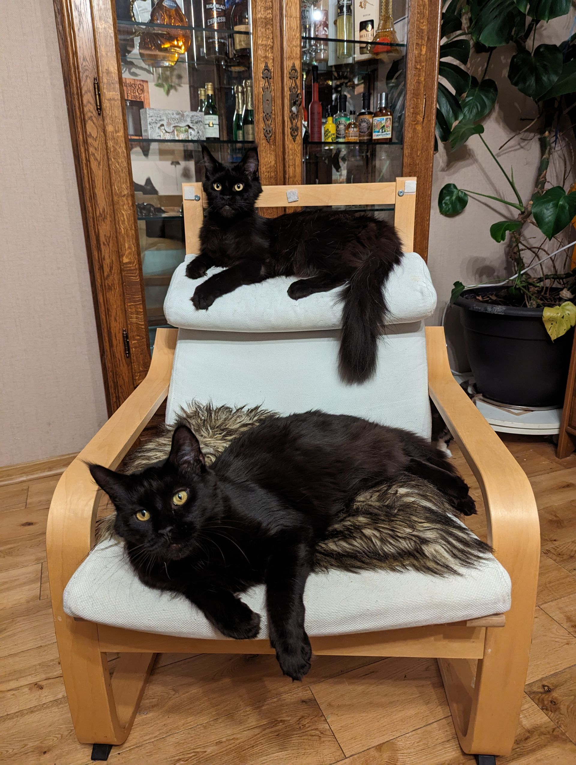 maine coon