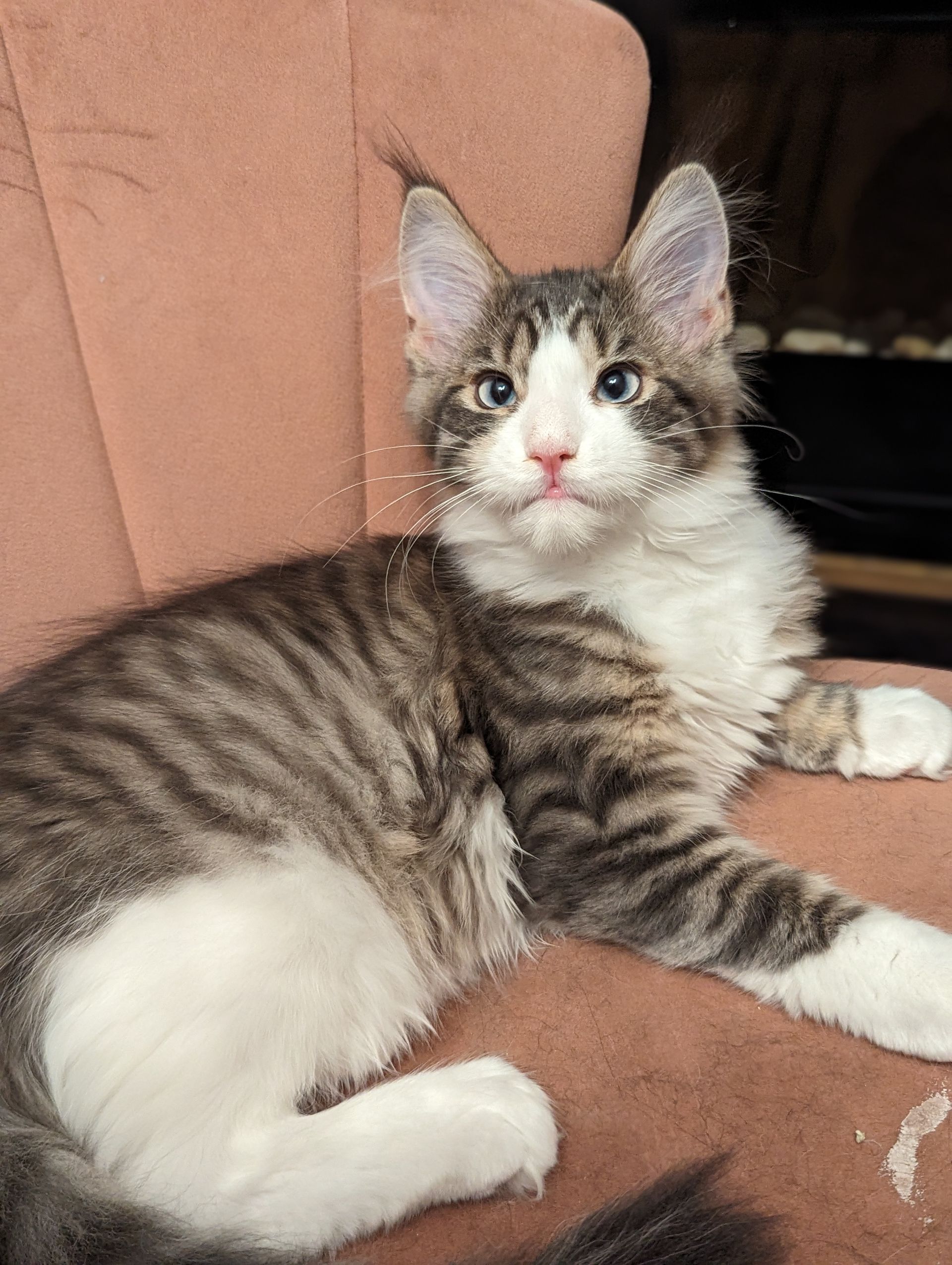 maine coon