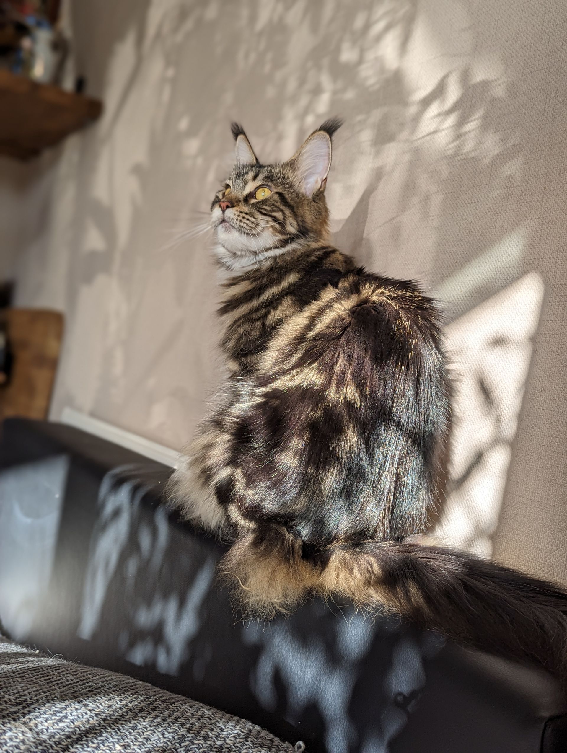 maine coon
