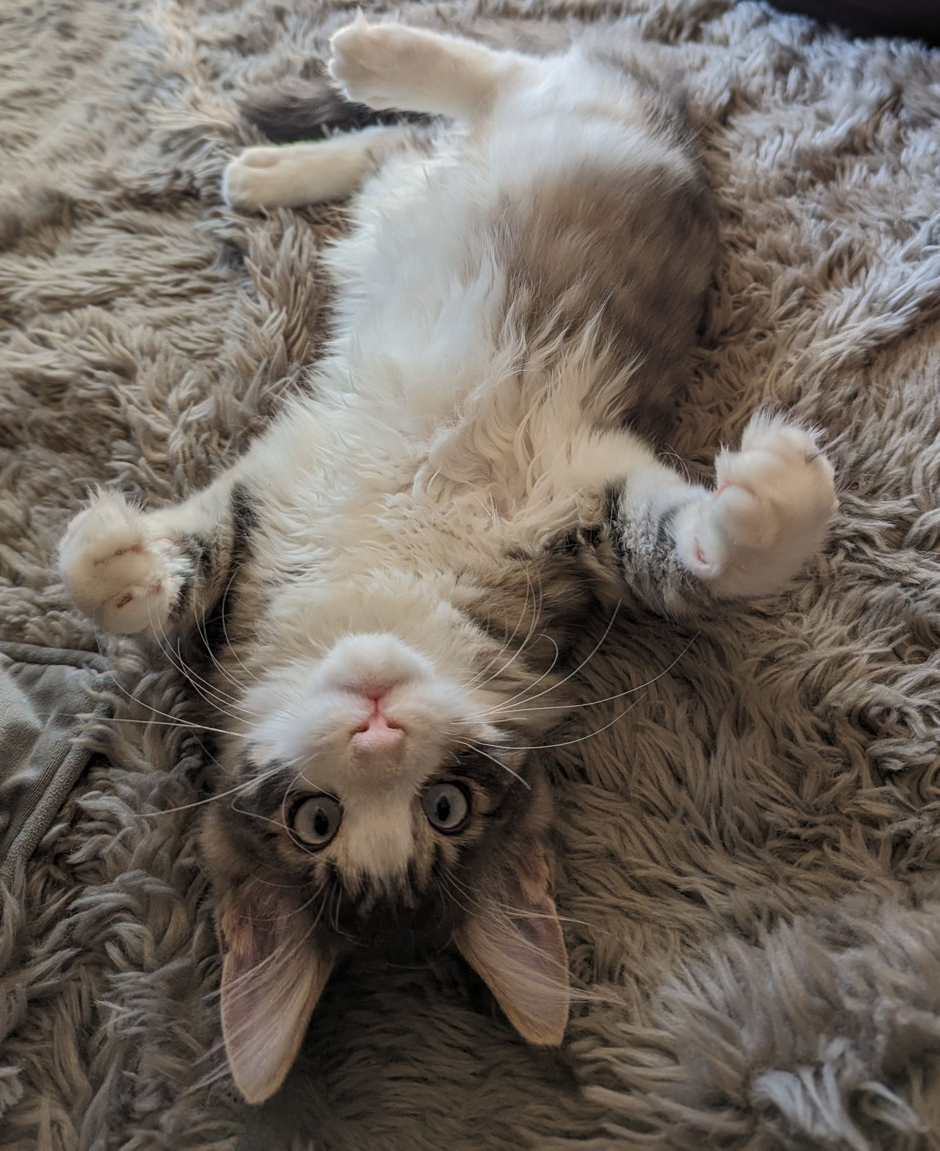 maine coon