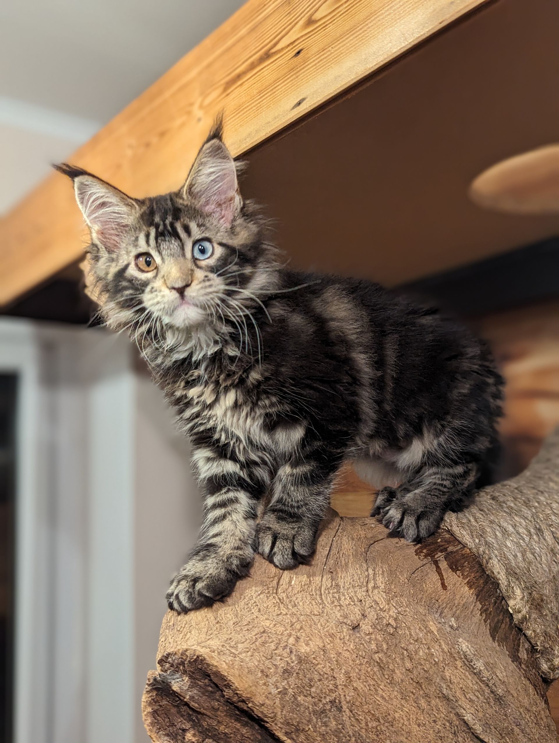 Fluffy Cat