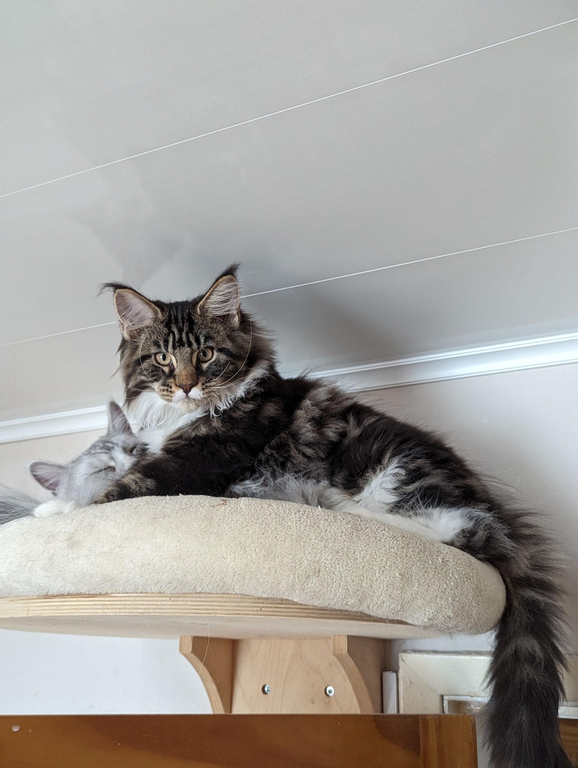 Fluffy Cat