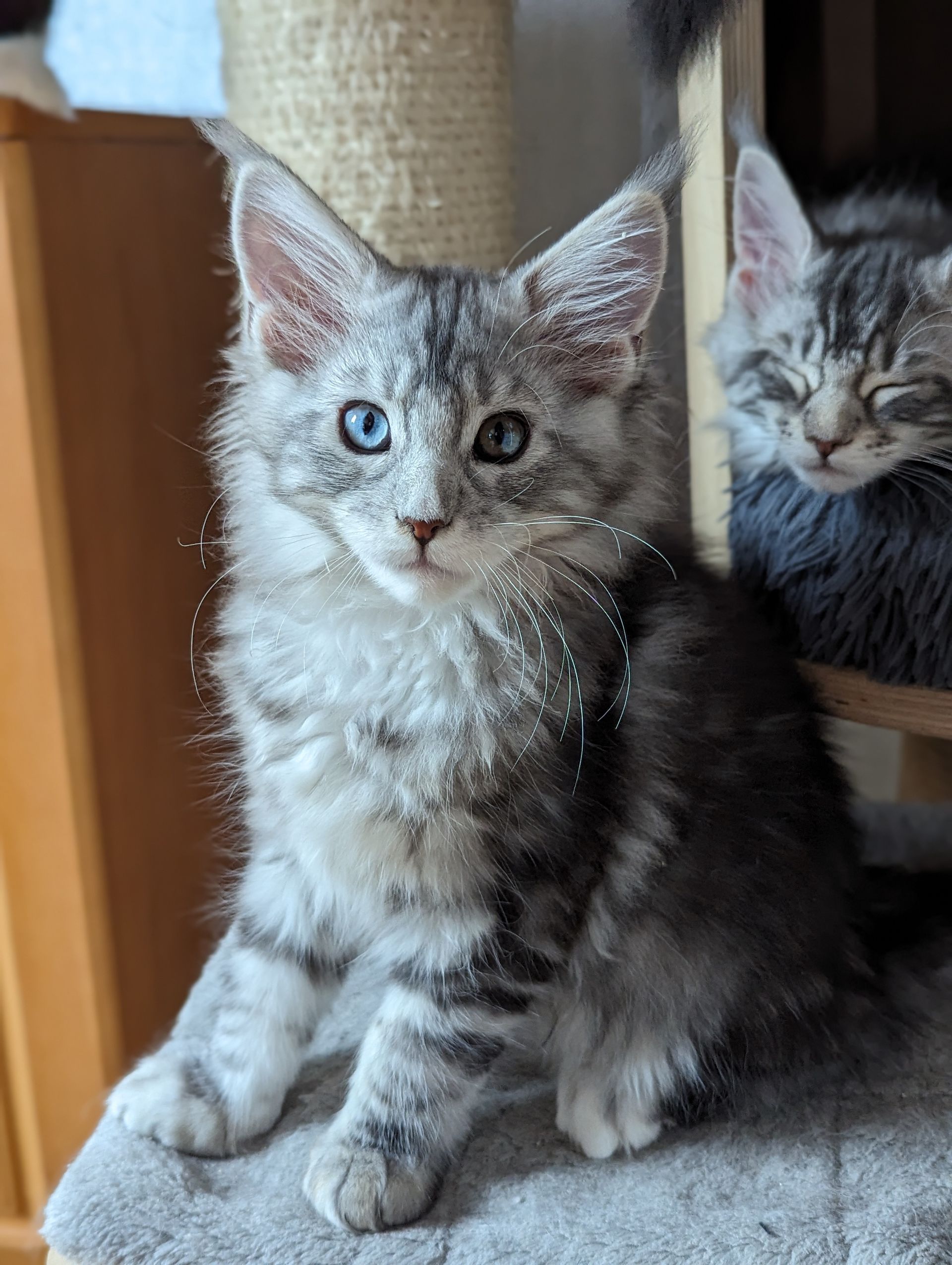 maine coon