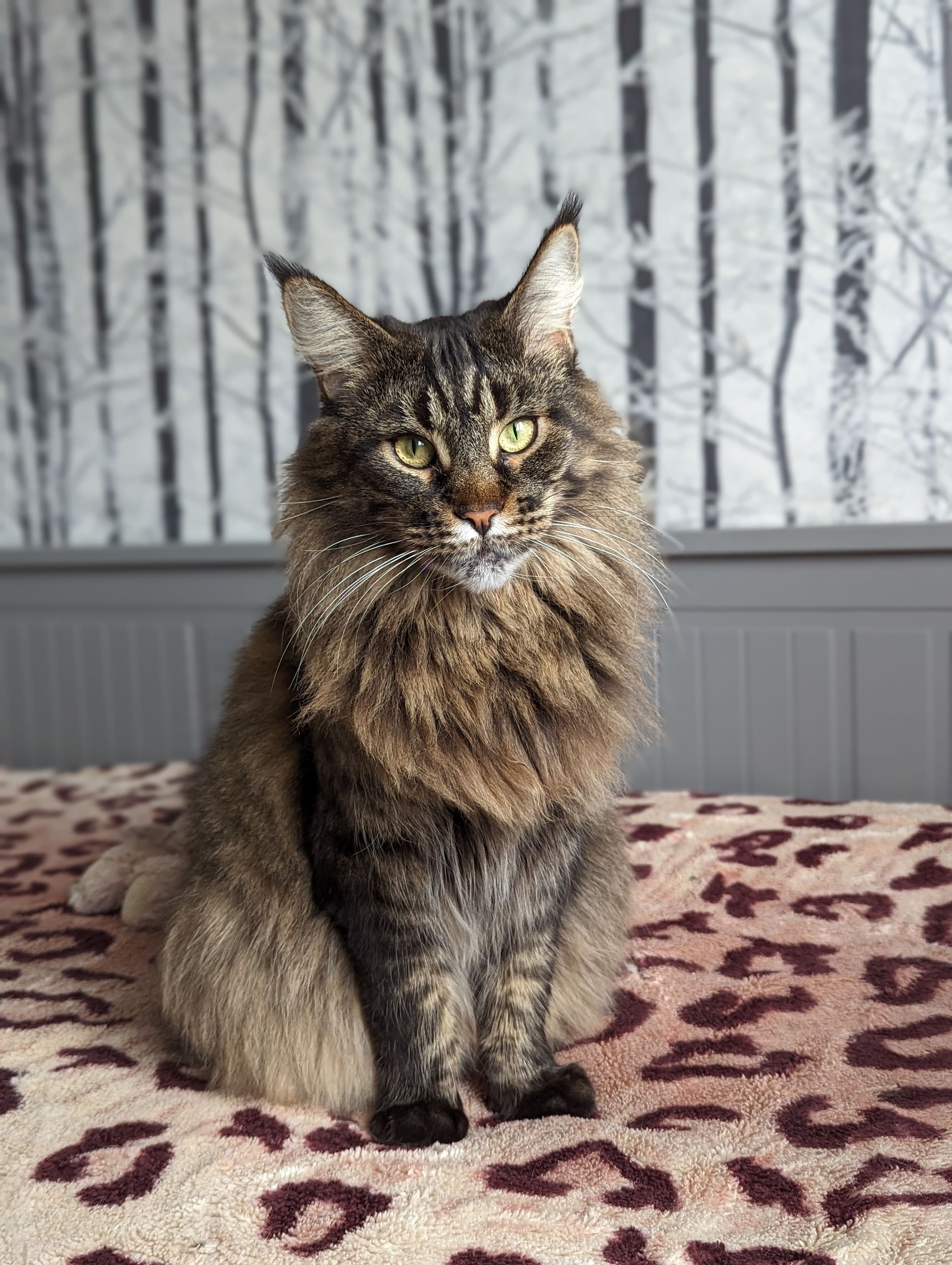 Fluffy Cat
