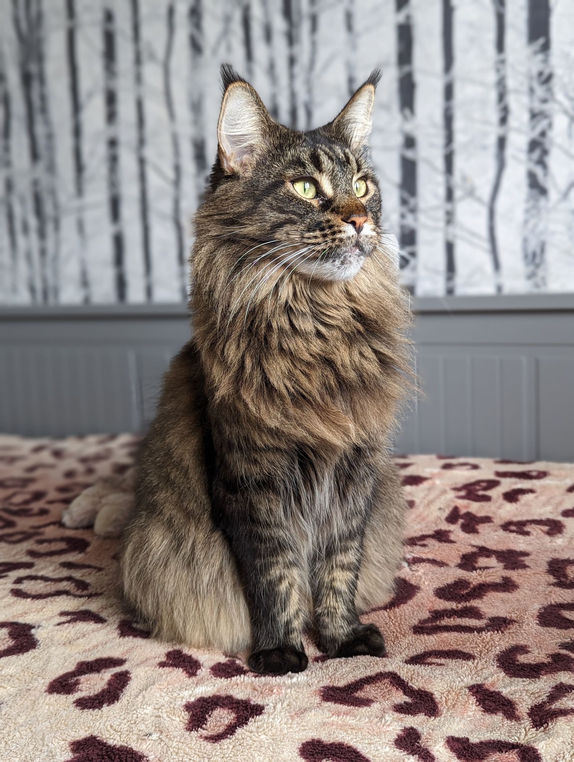 Fluffy Cat
