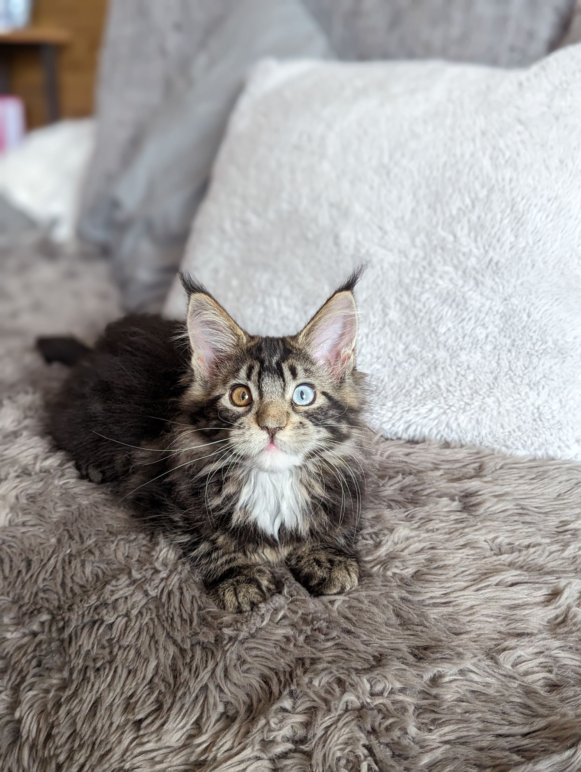 Fluffy Cat