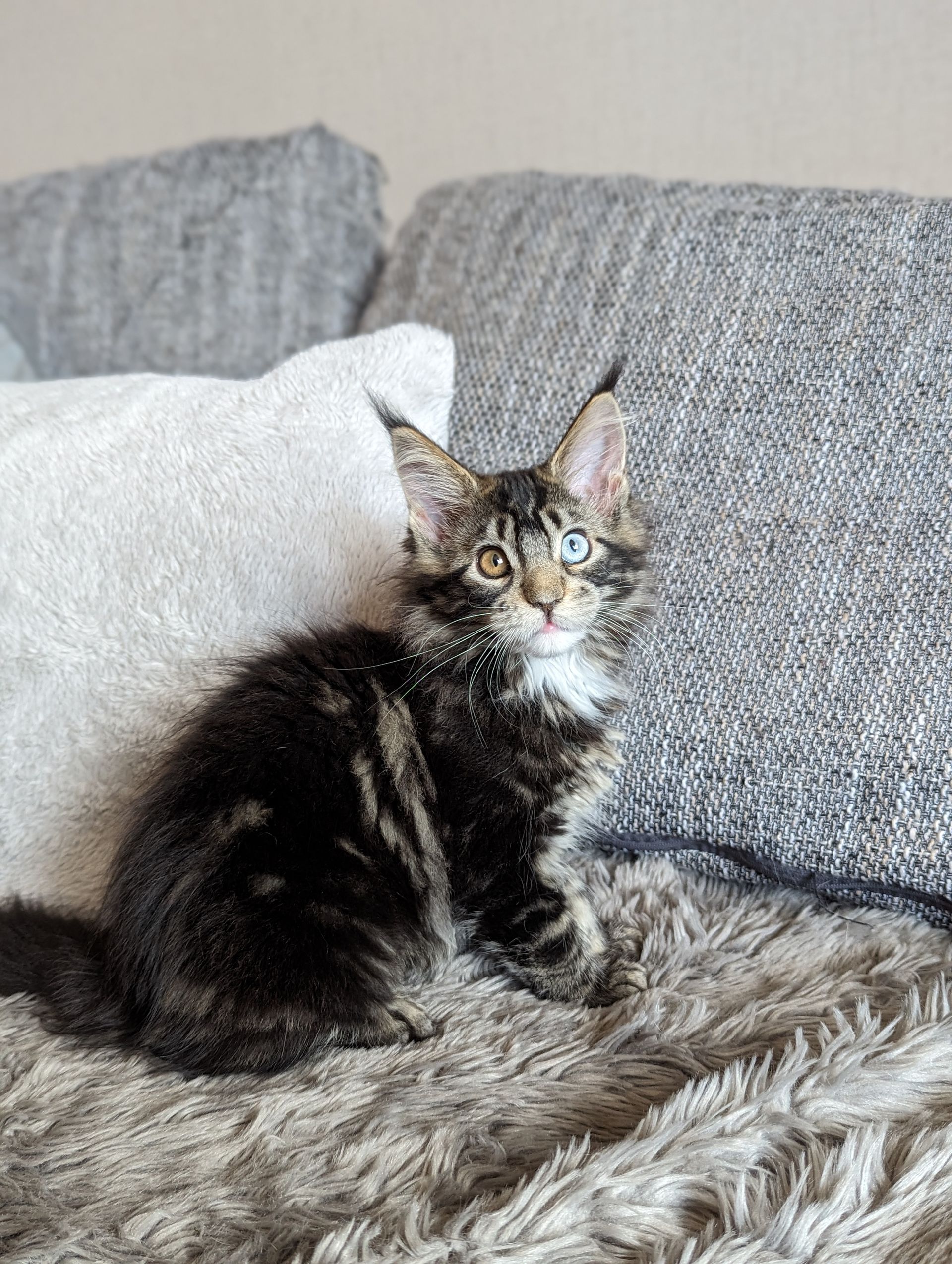 Fluffy Cat