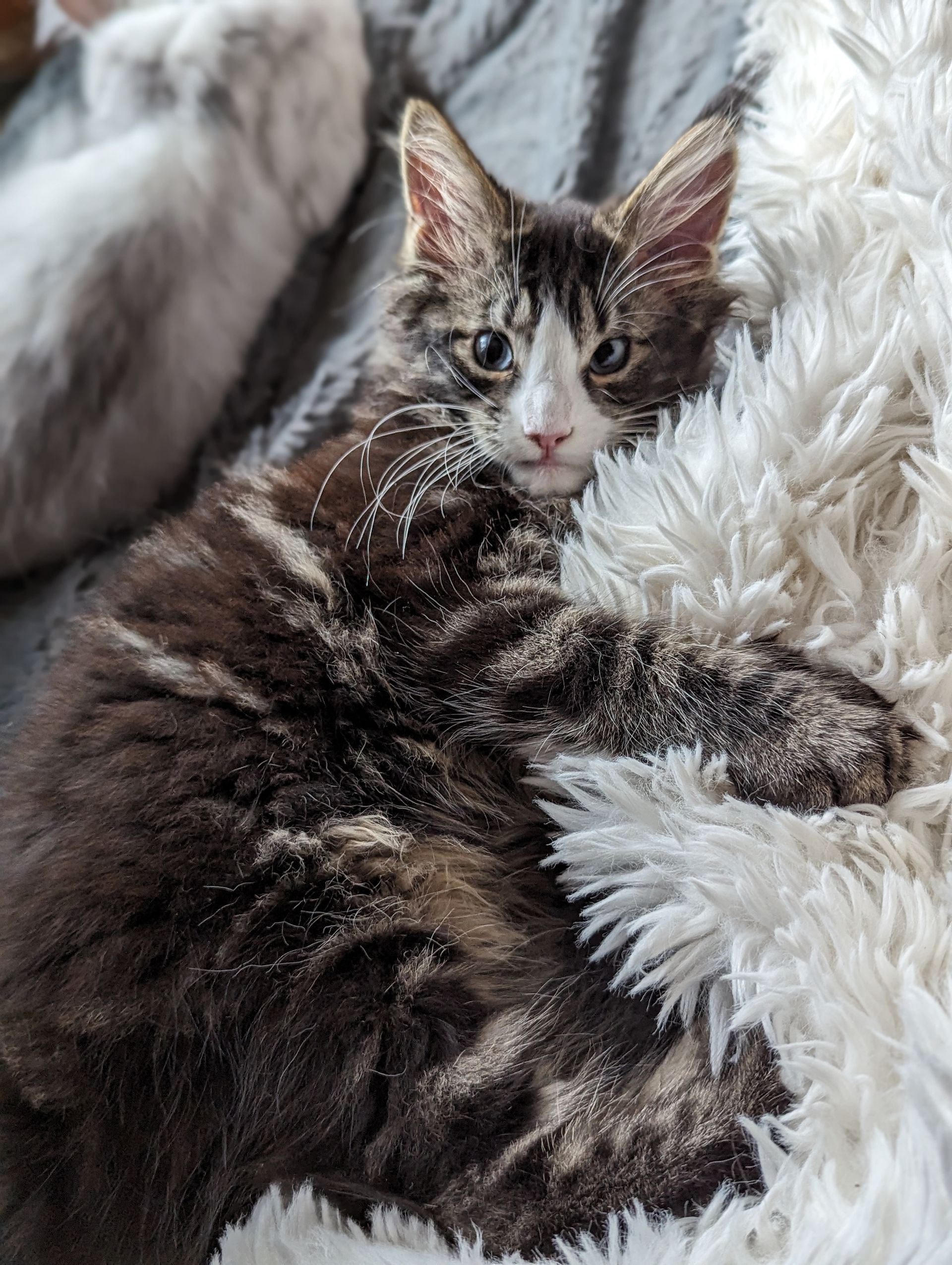 maine coon