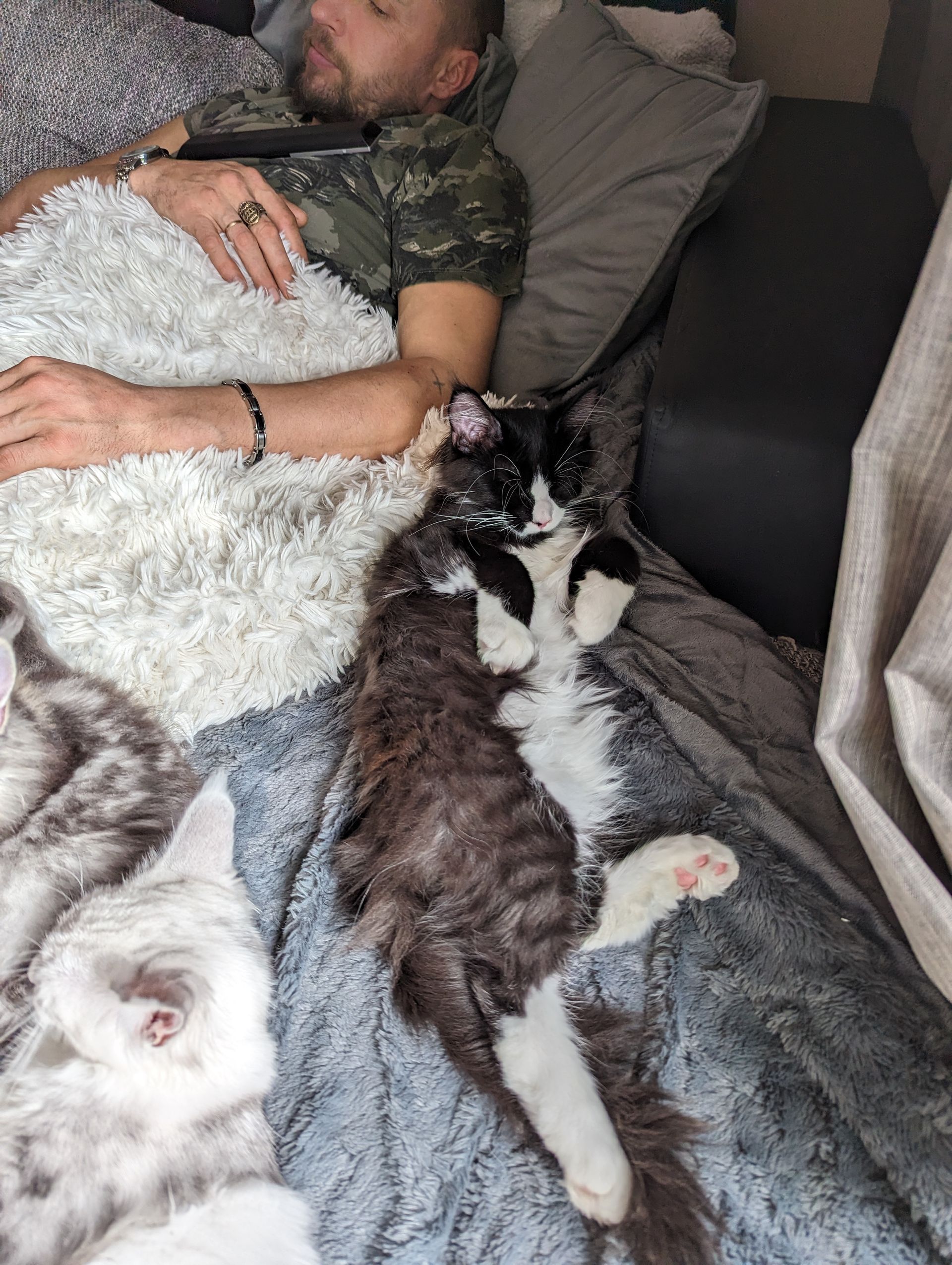 Fluffy Cat