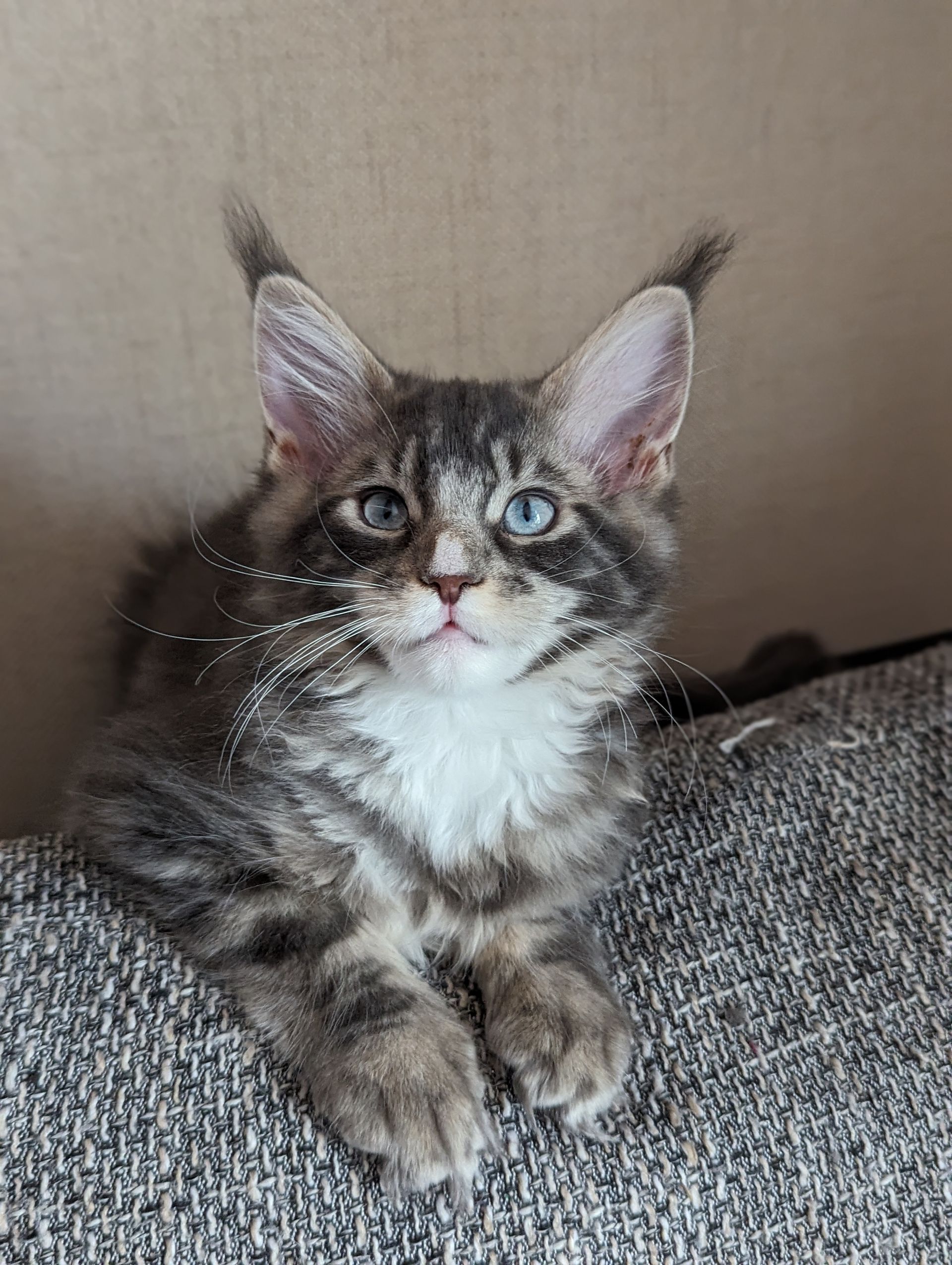 Fluffy Cat