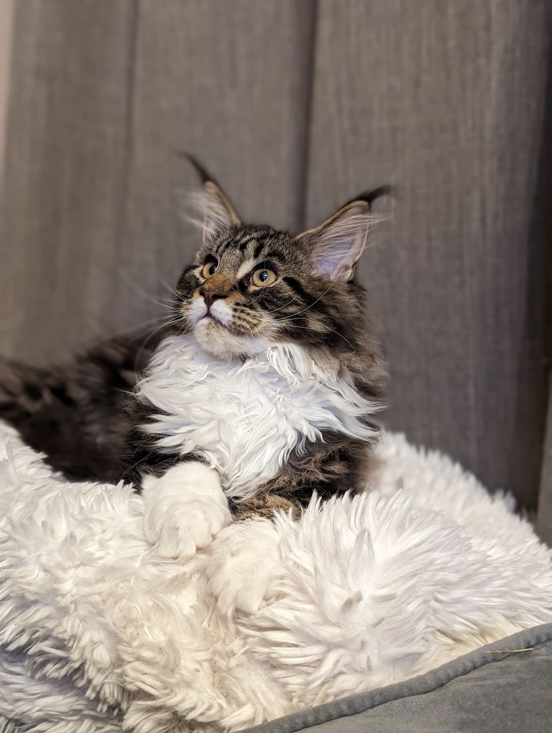 Fluffy Cat