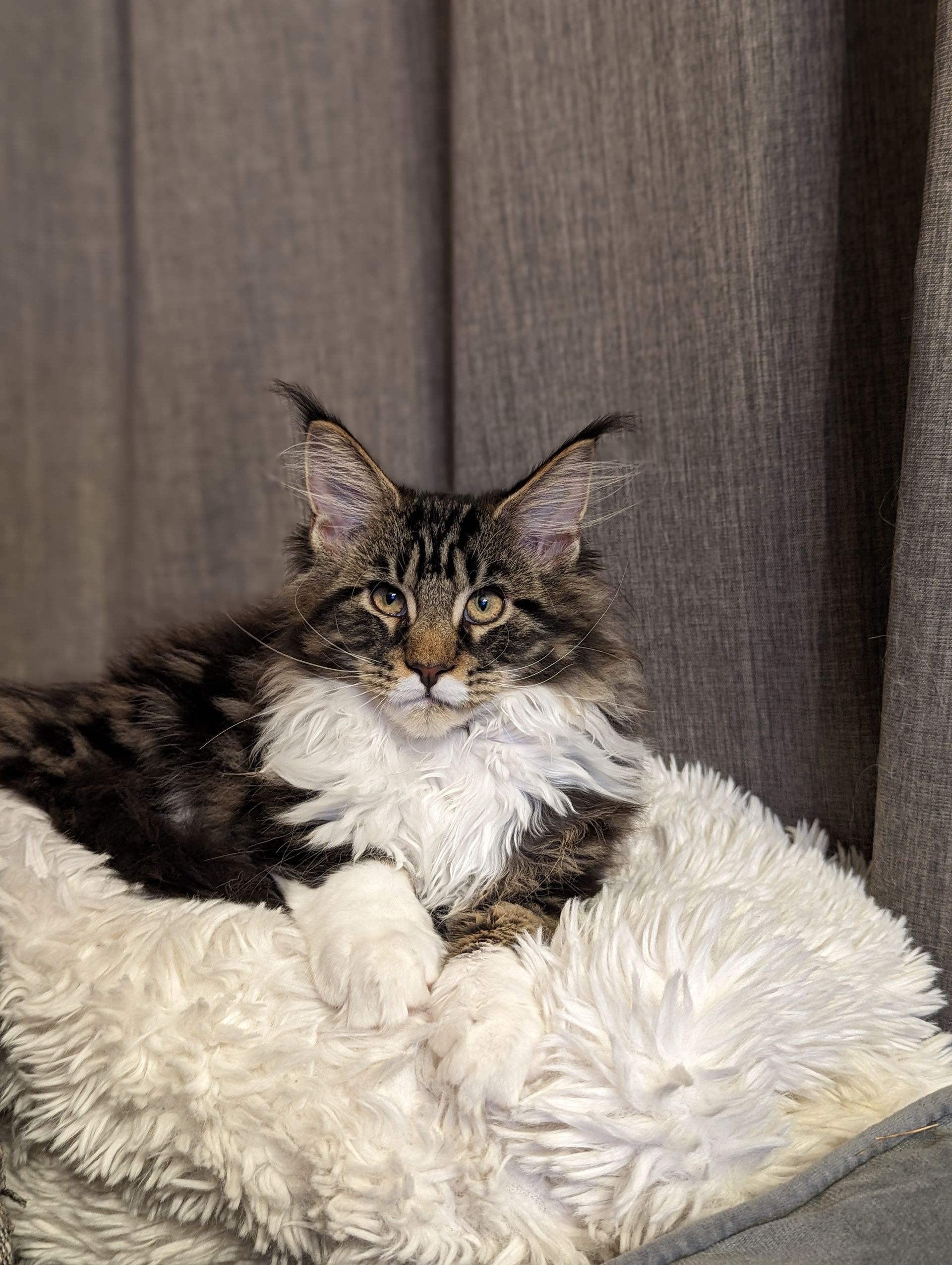 Fluffy Cat