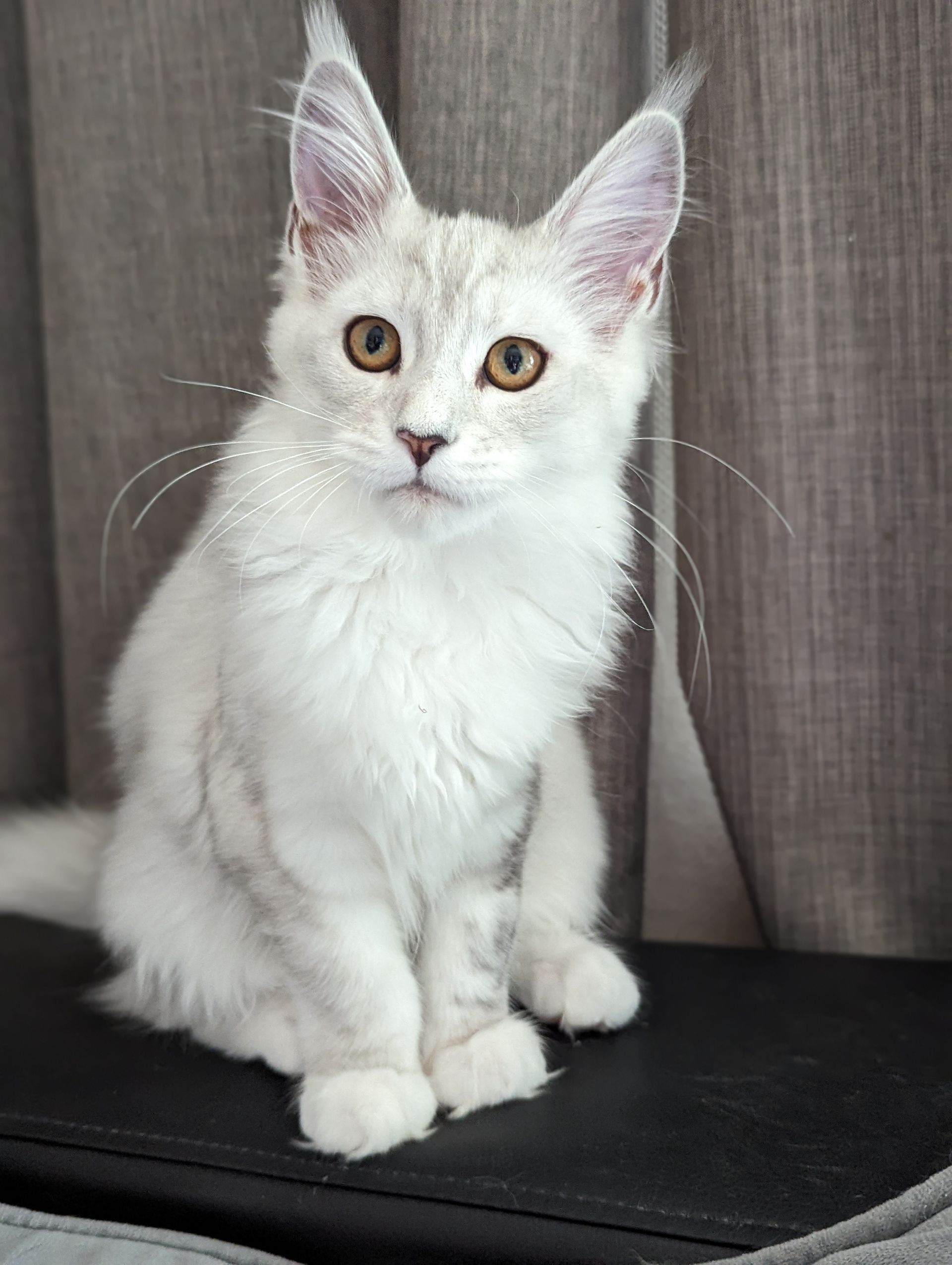 Fluffy Cat
