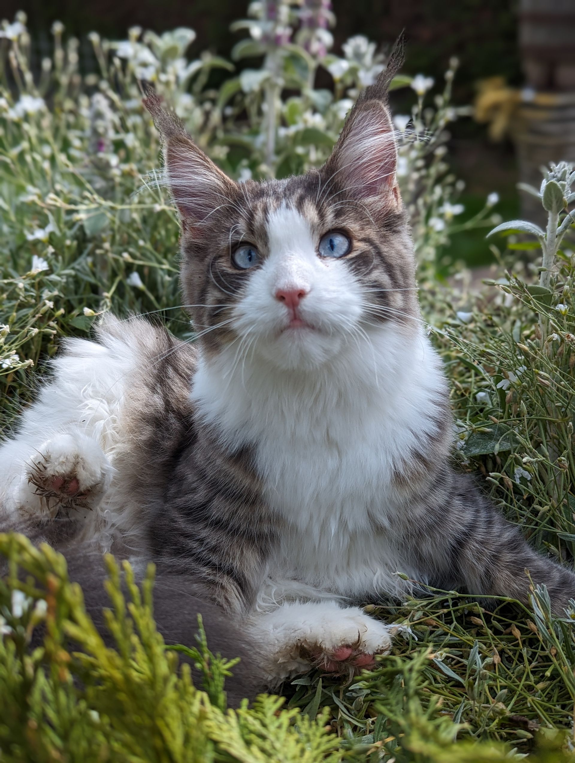 maine coon
