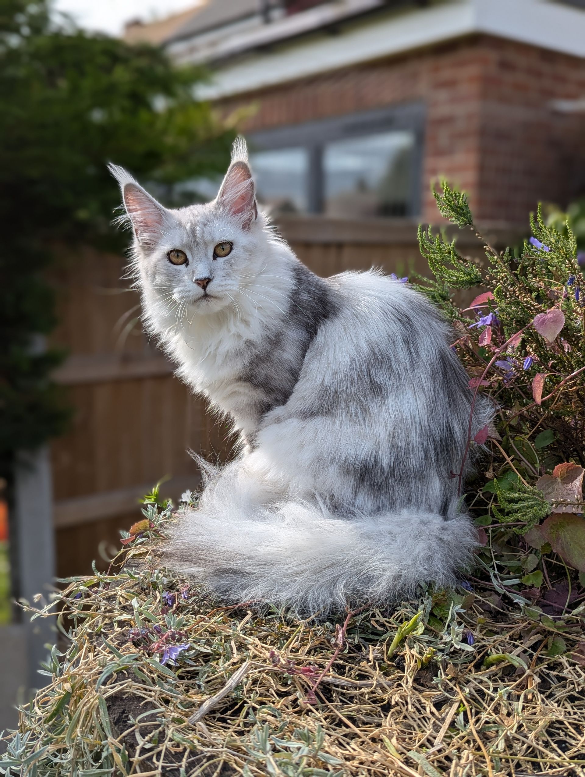 maine coon