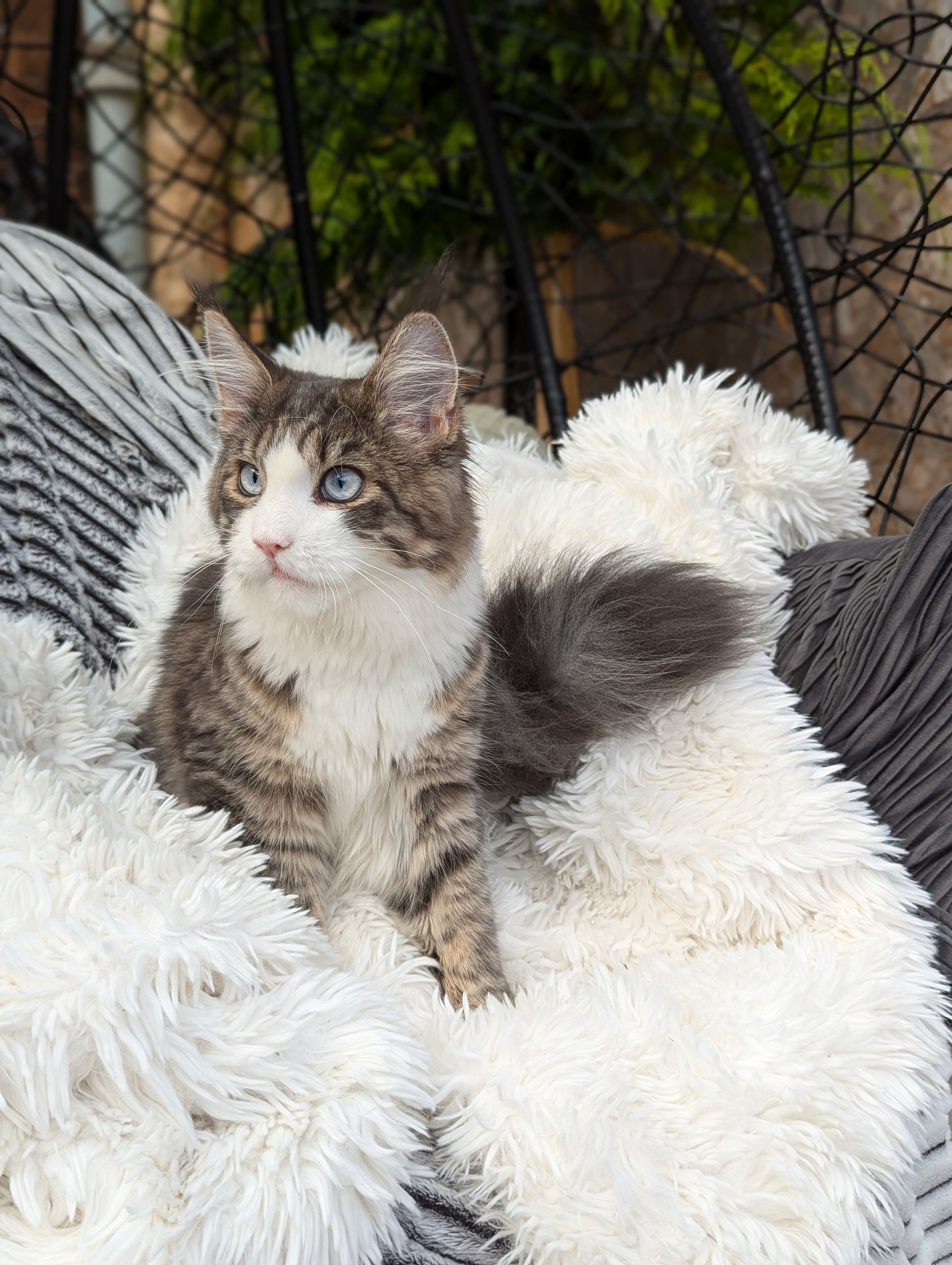 maine coon