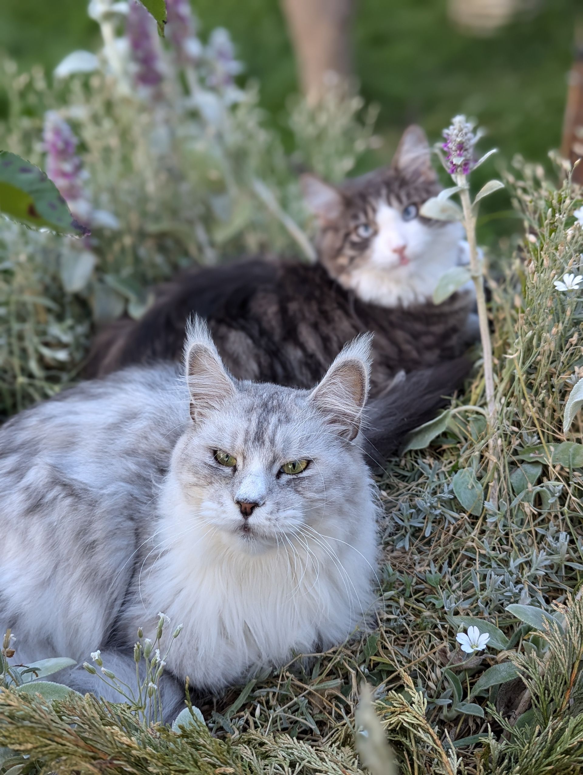 maine coon