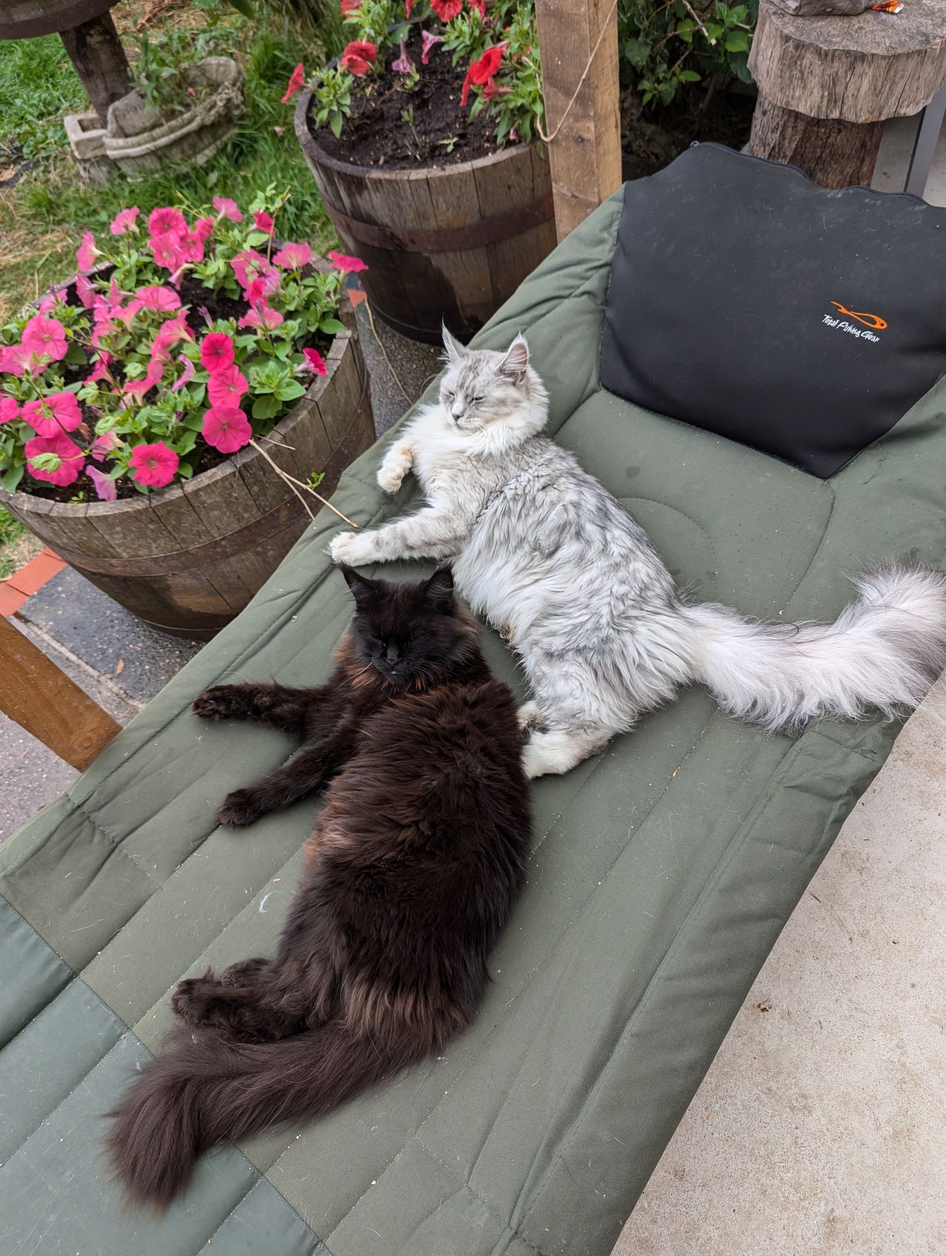 maine coon