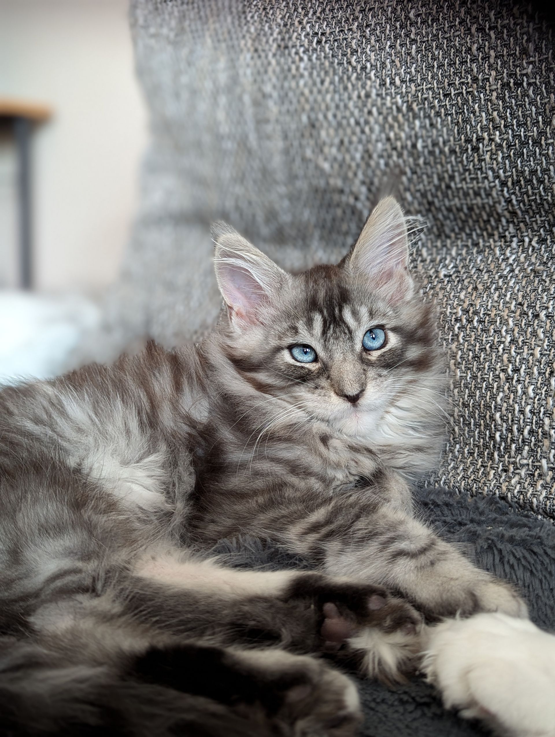 maine coon