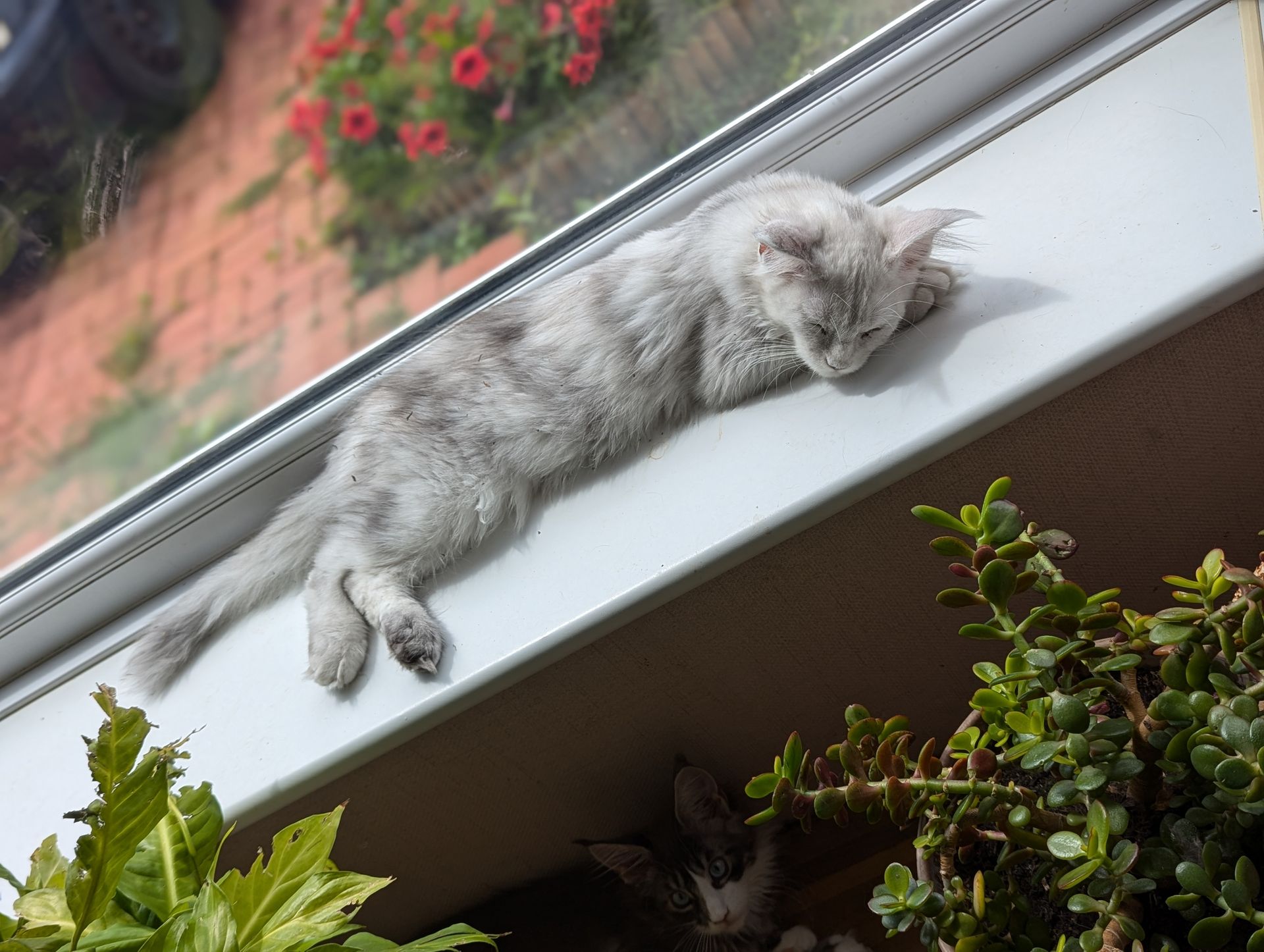 maine coon