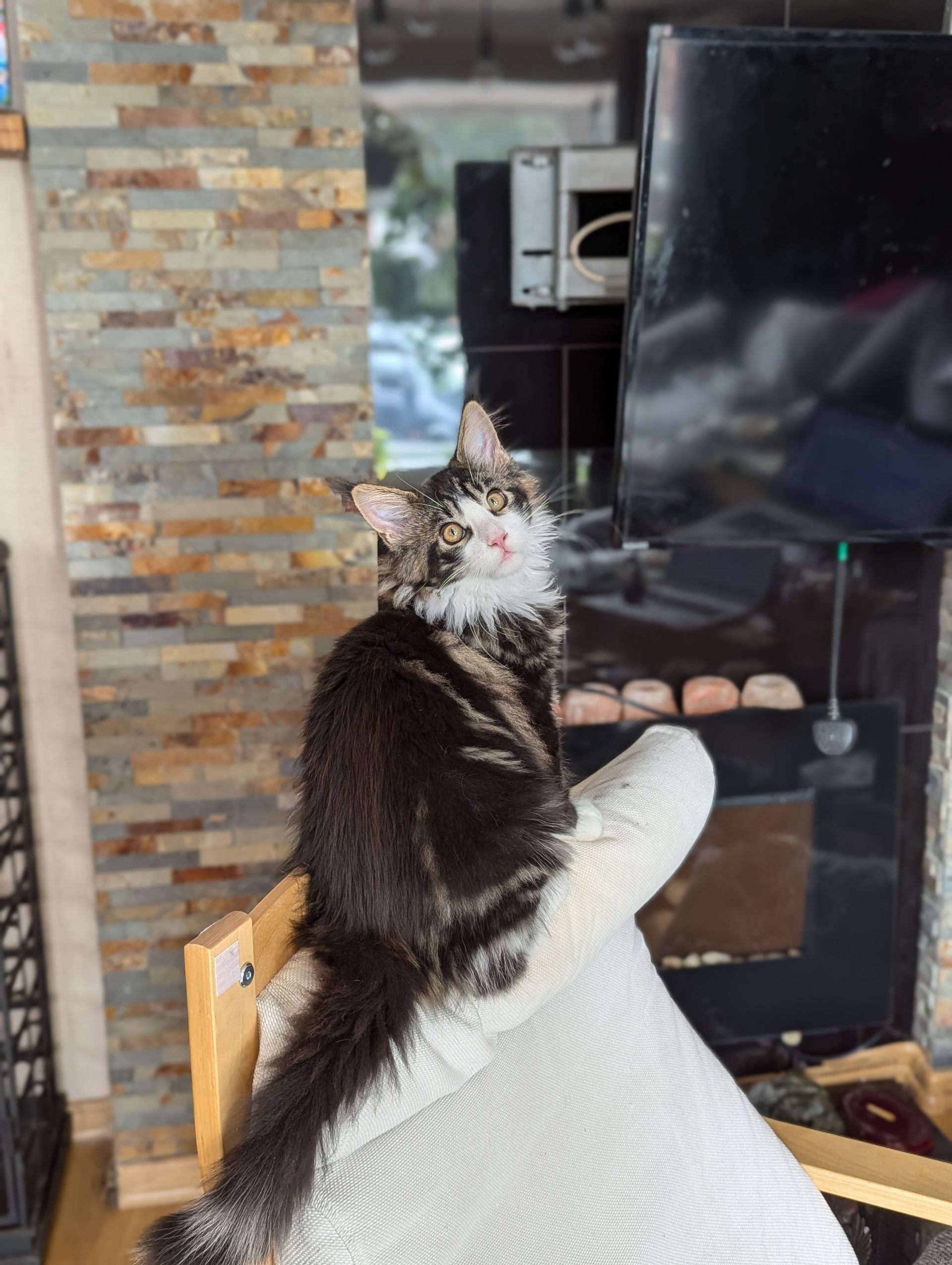 maine coon