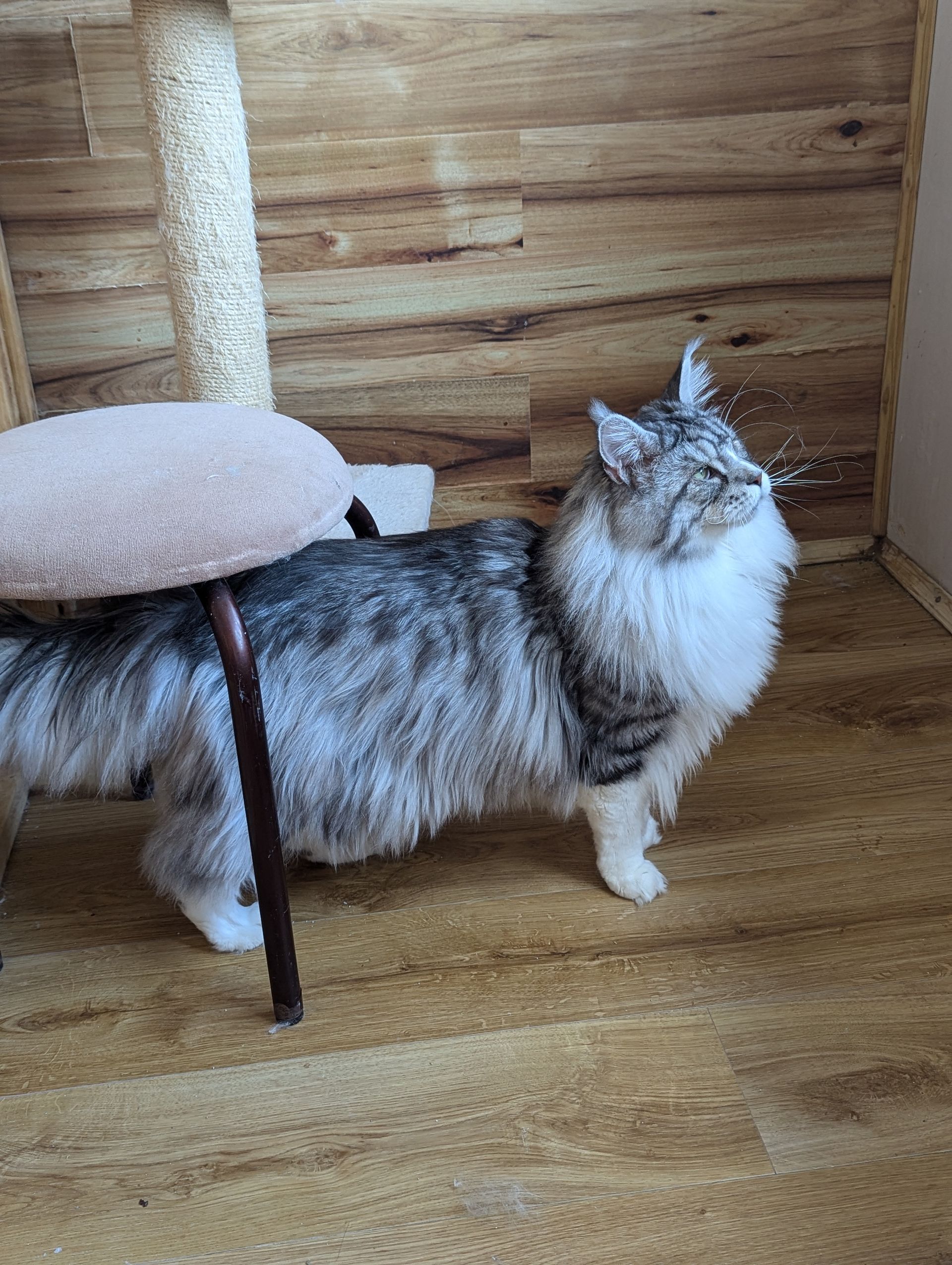 maine coon