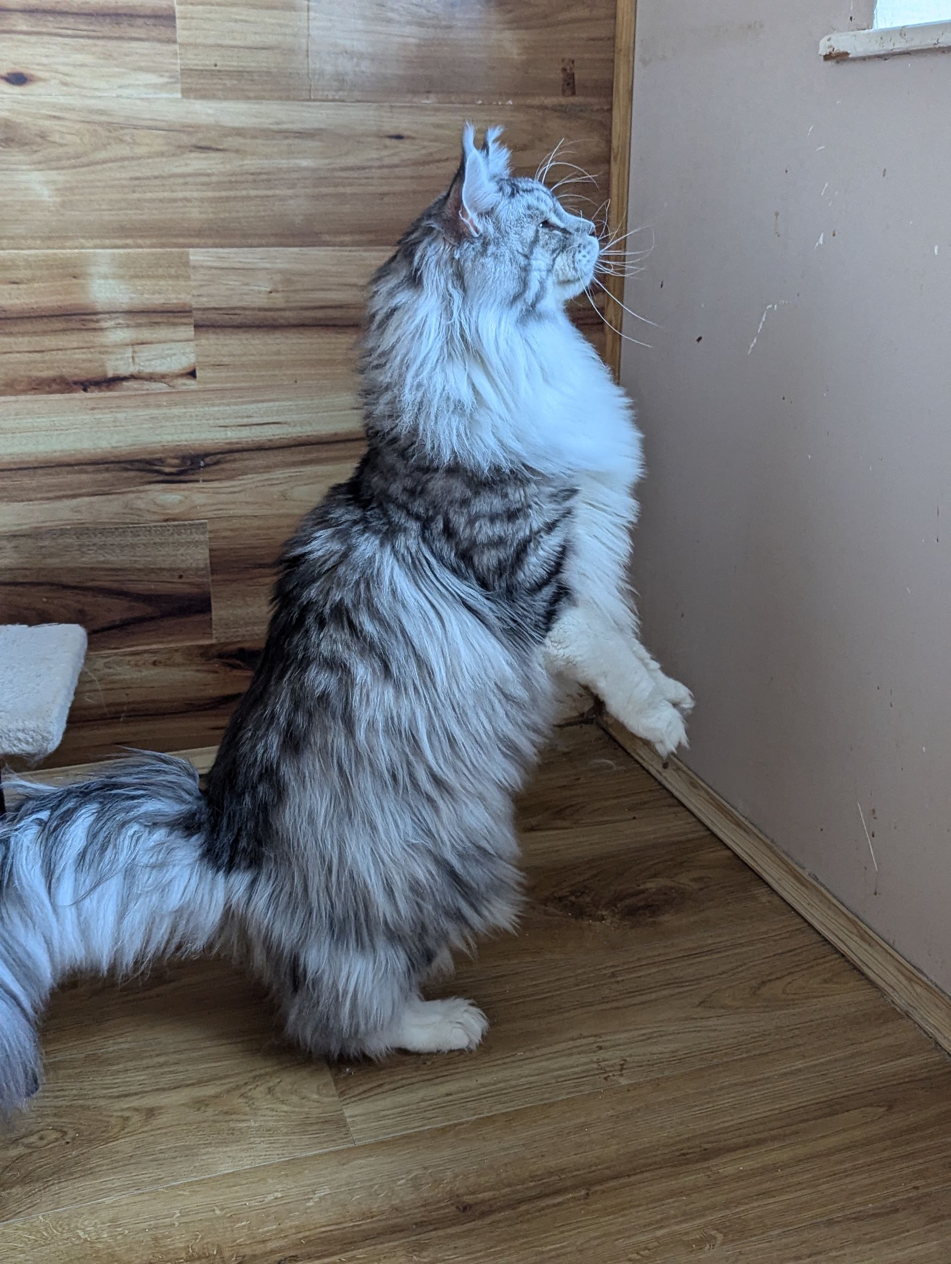 maine coon