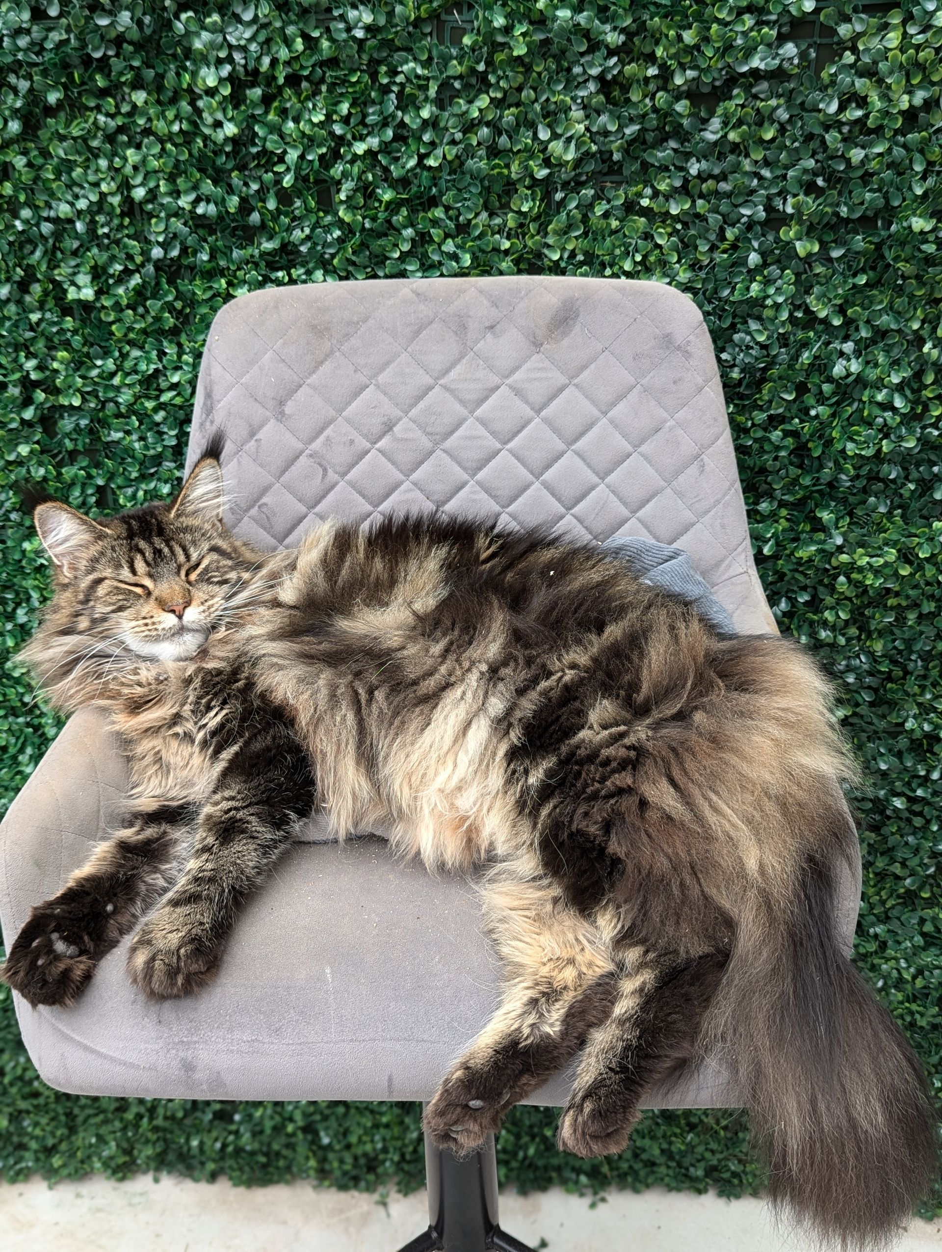 maine coon
