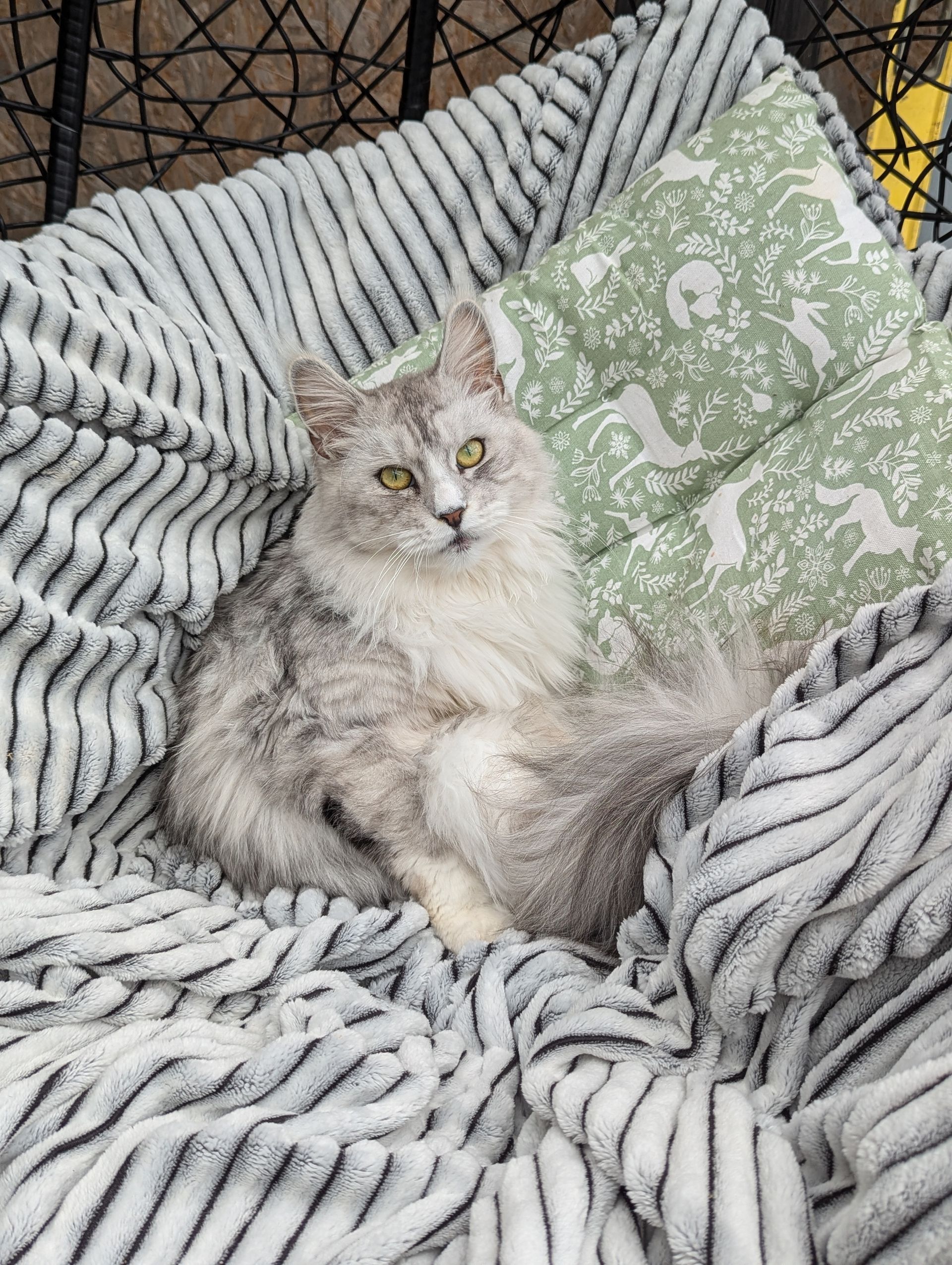 maine coon