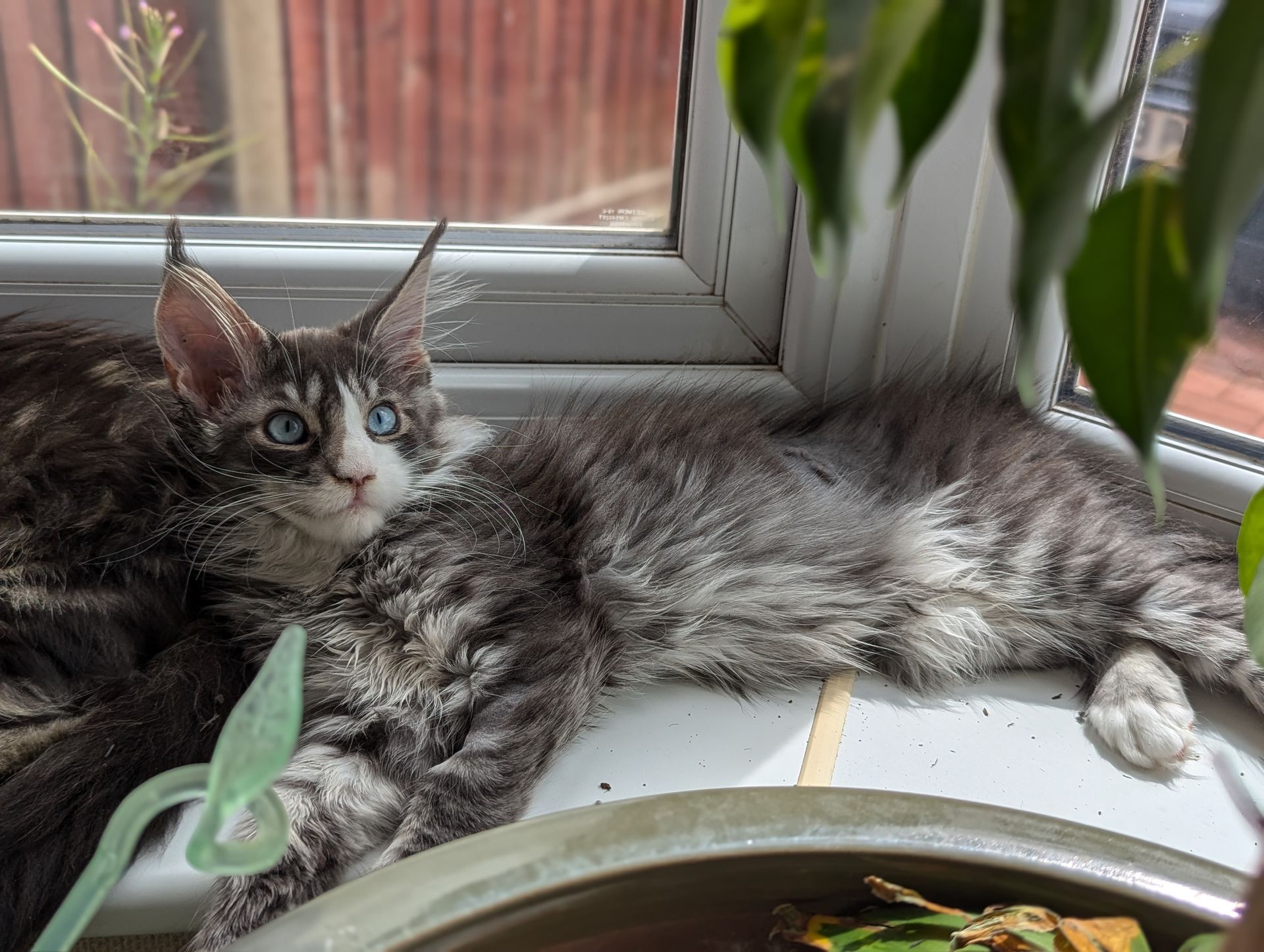 maine coon